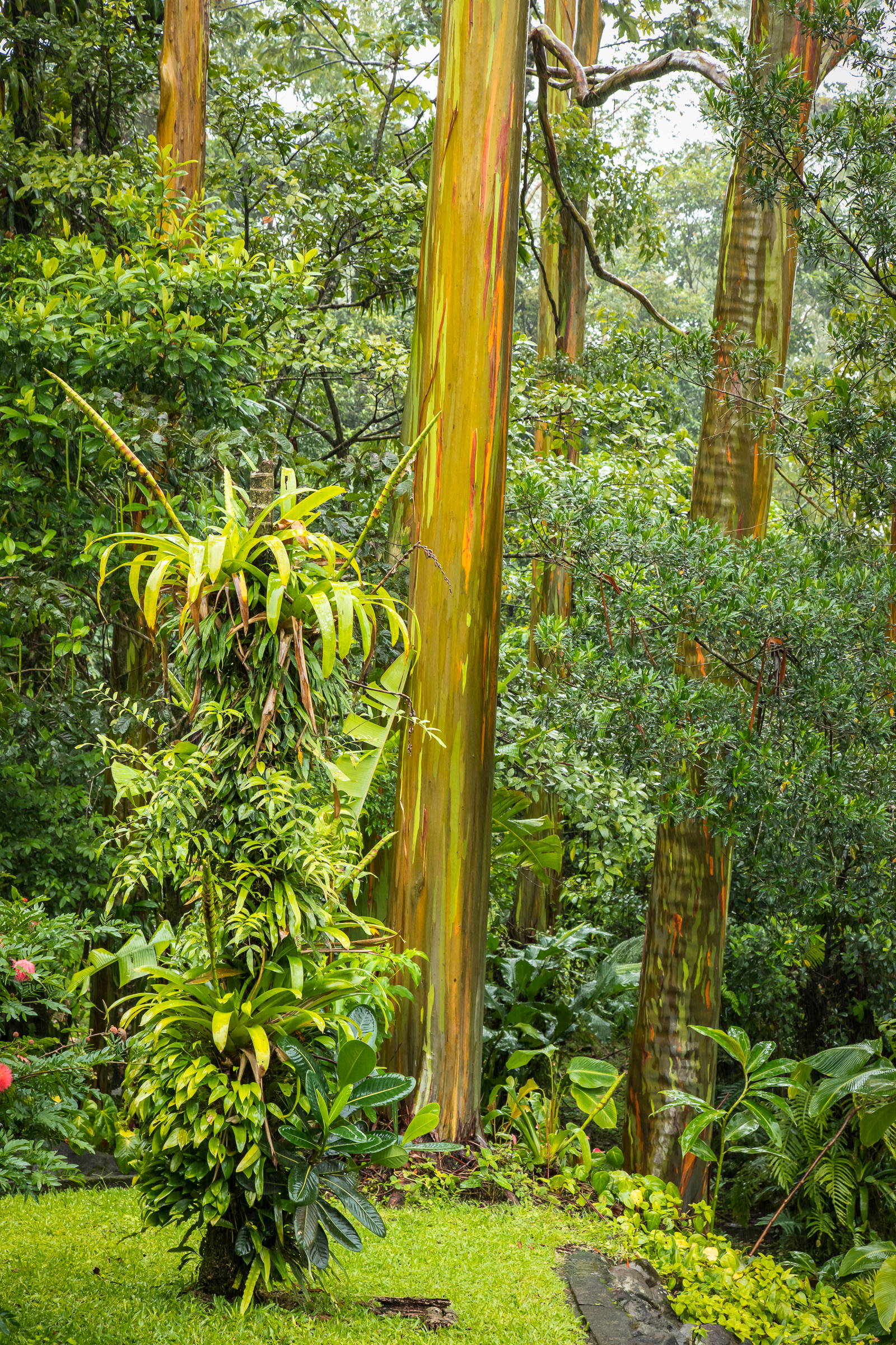 Rainbow Eucalytus