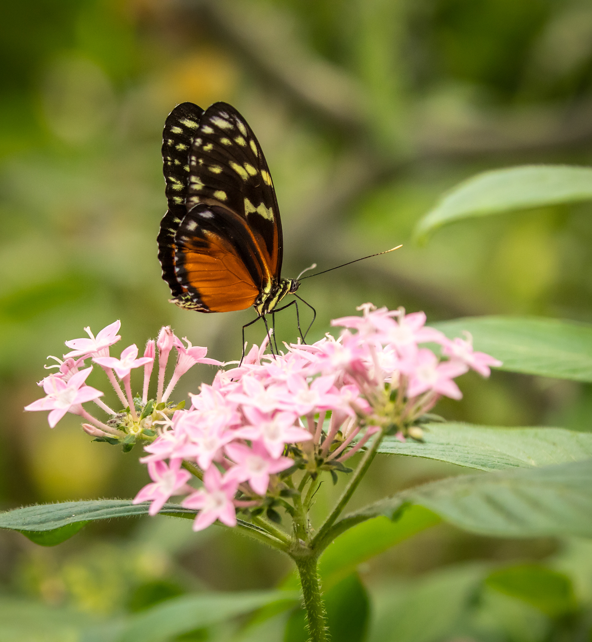 Heliconius Butterfly