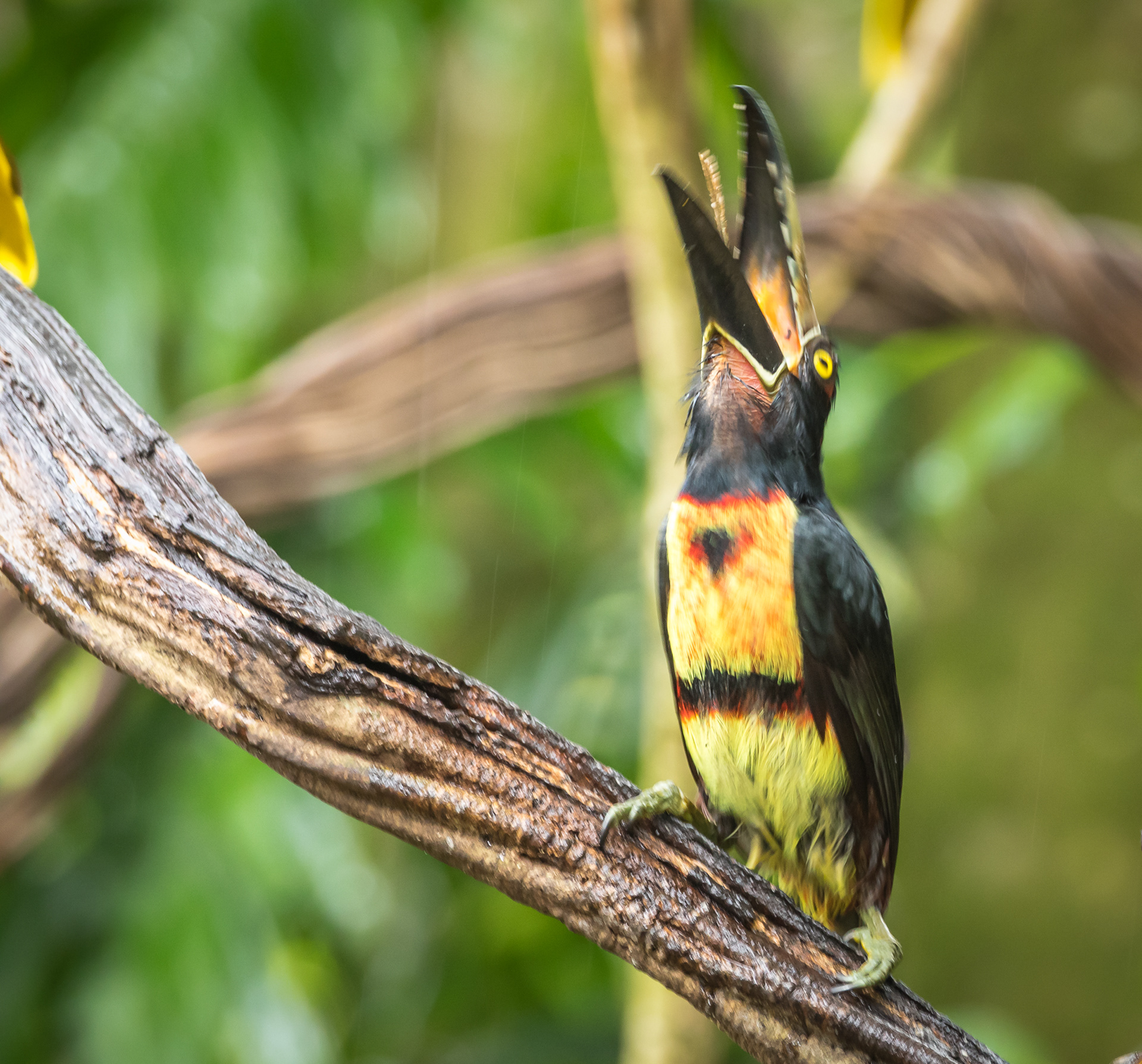 Collared Aracari Toucan