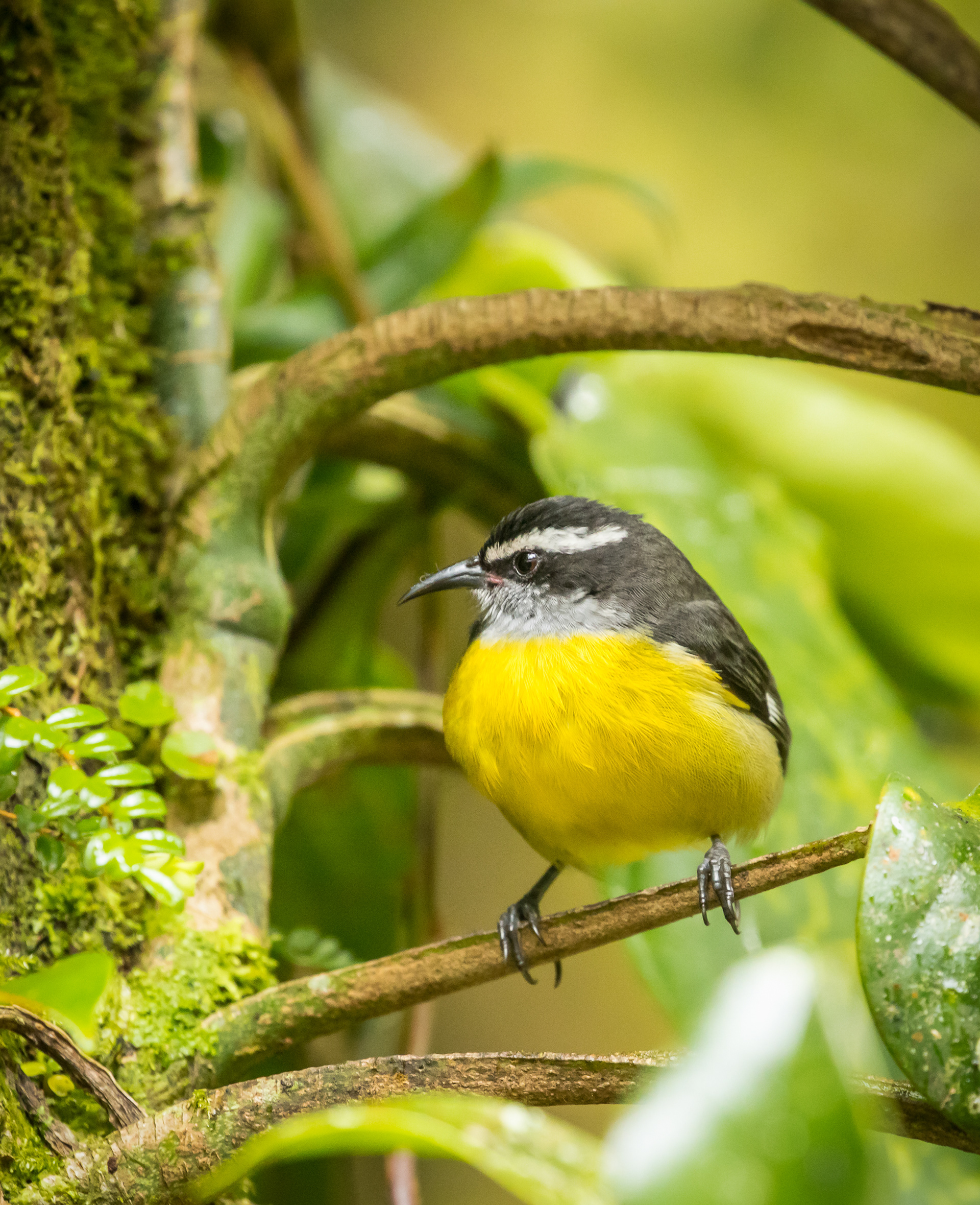 Bananaquit