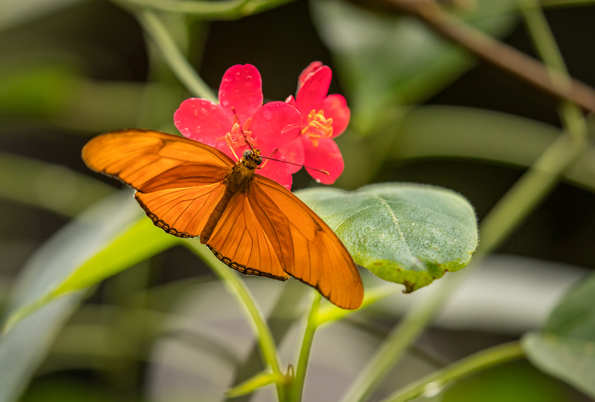 Orange Julia Butterfly