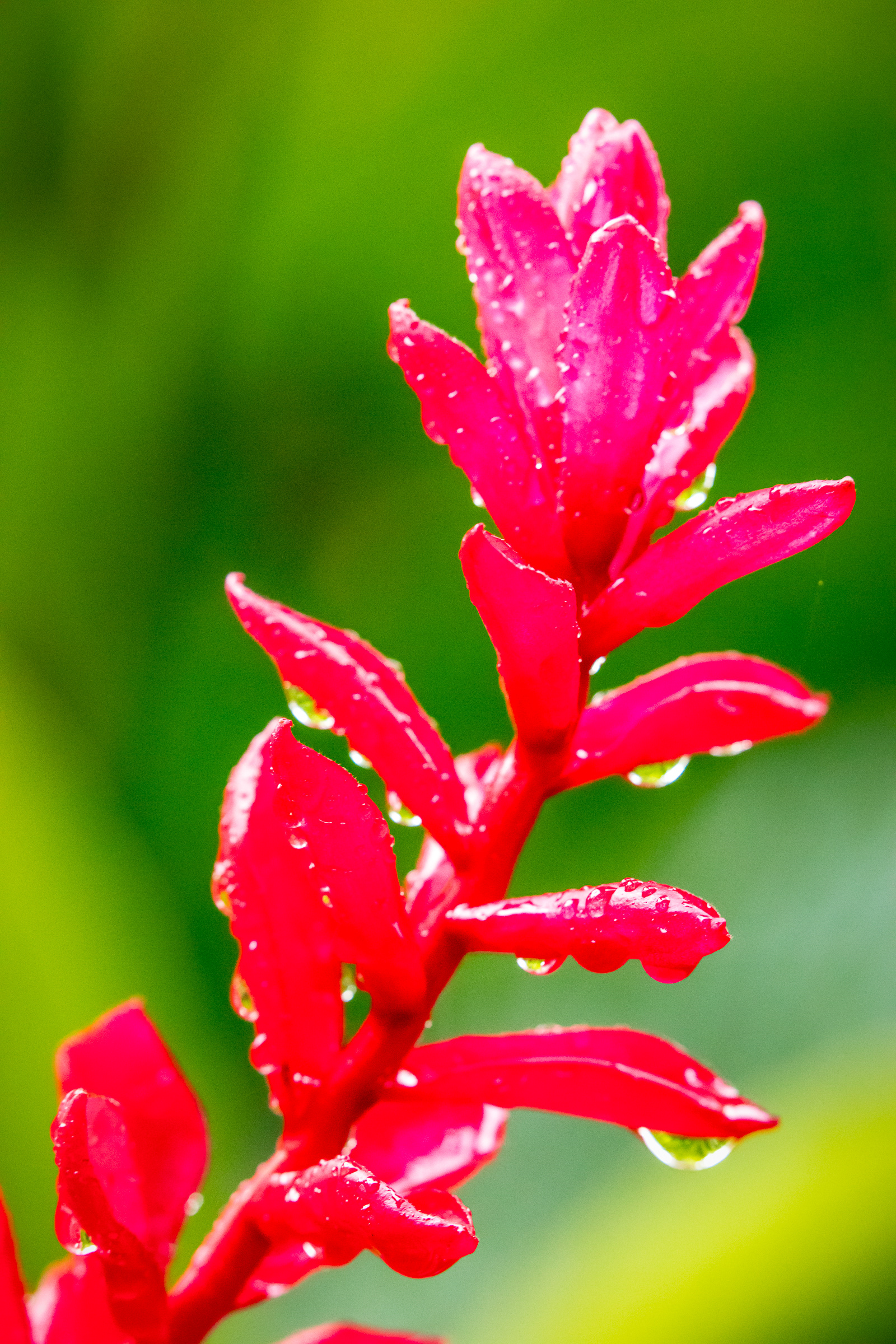 Ginger Flower