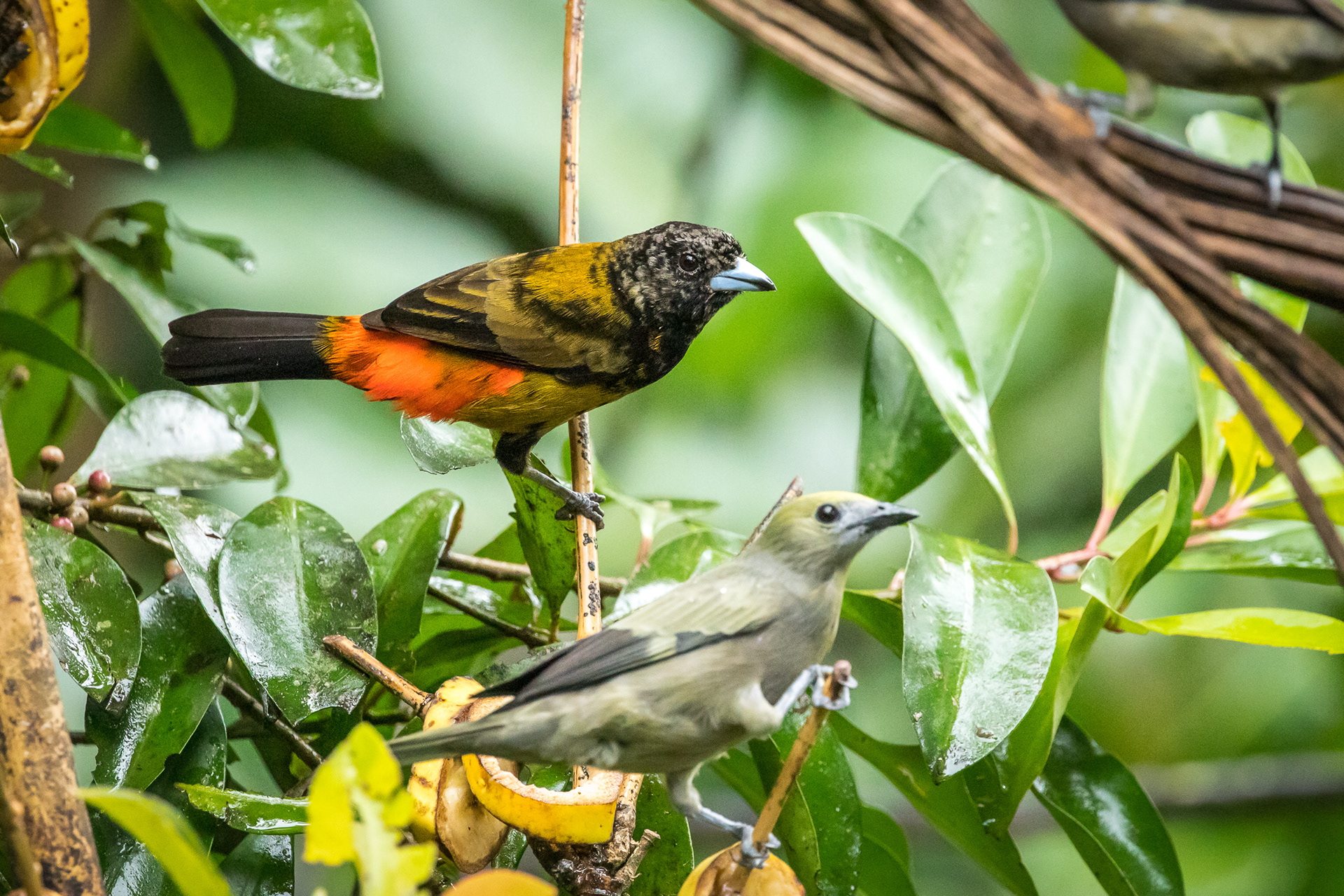 Cherries Tanagers