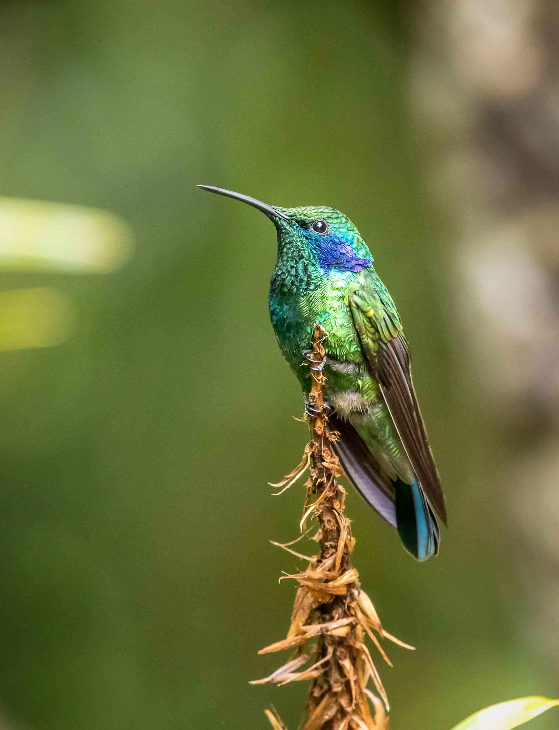 Violet Sabre-winged Hummingbird