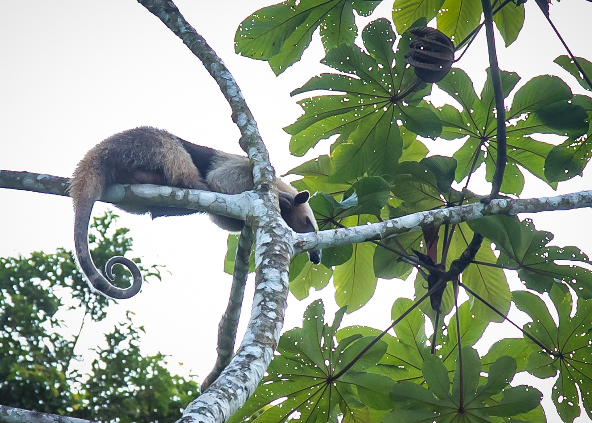 Collared Anteater