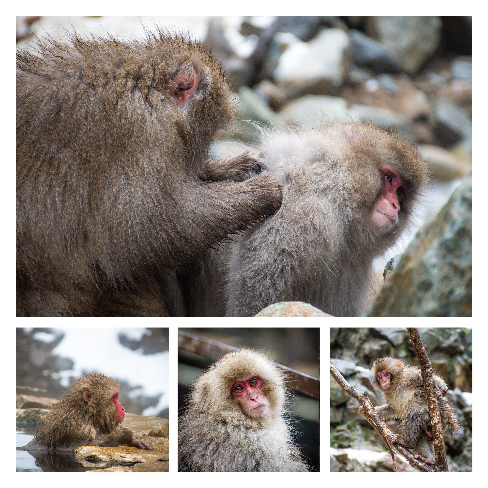 Snow Monkeys Japan