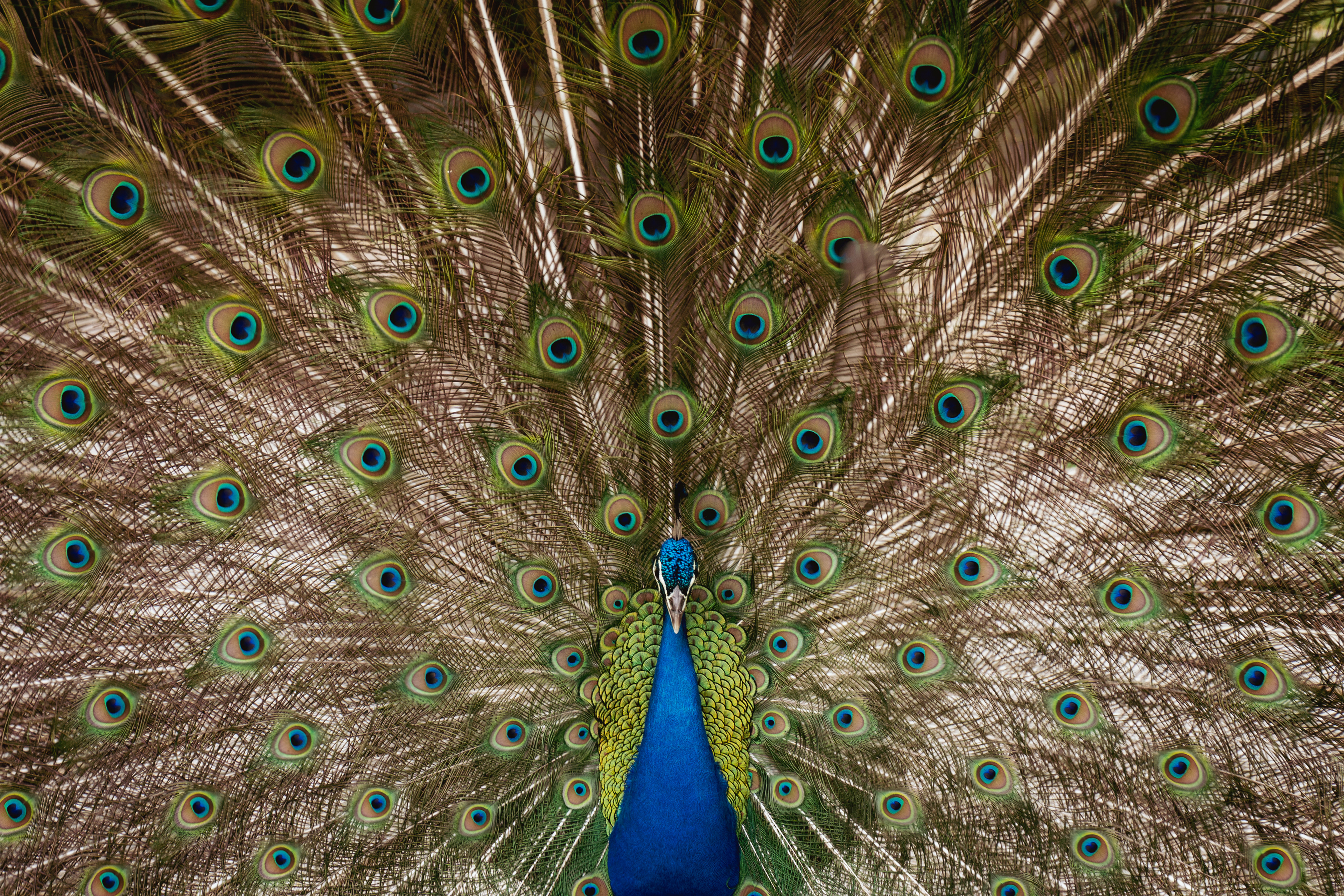 Peacock at the Fountain of Youth, St. Augustine, Florida, 2022.