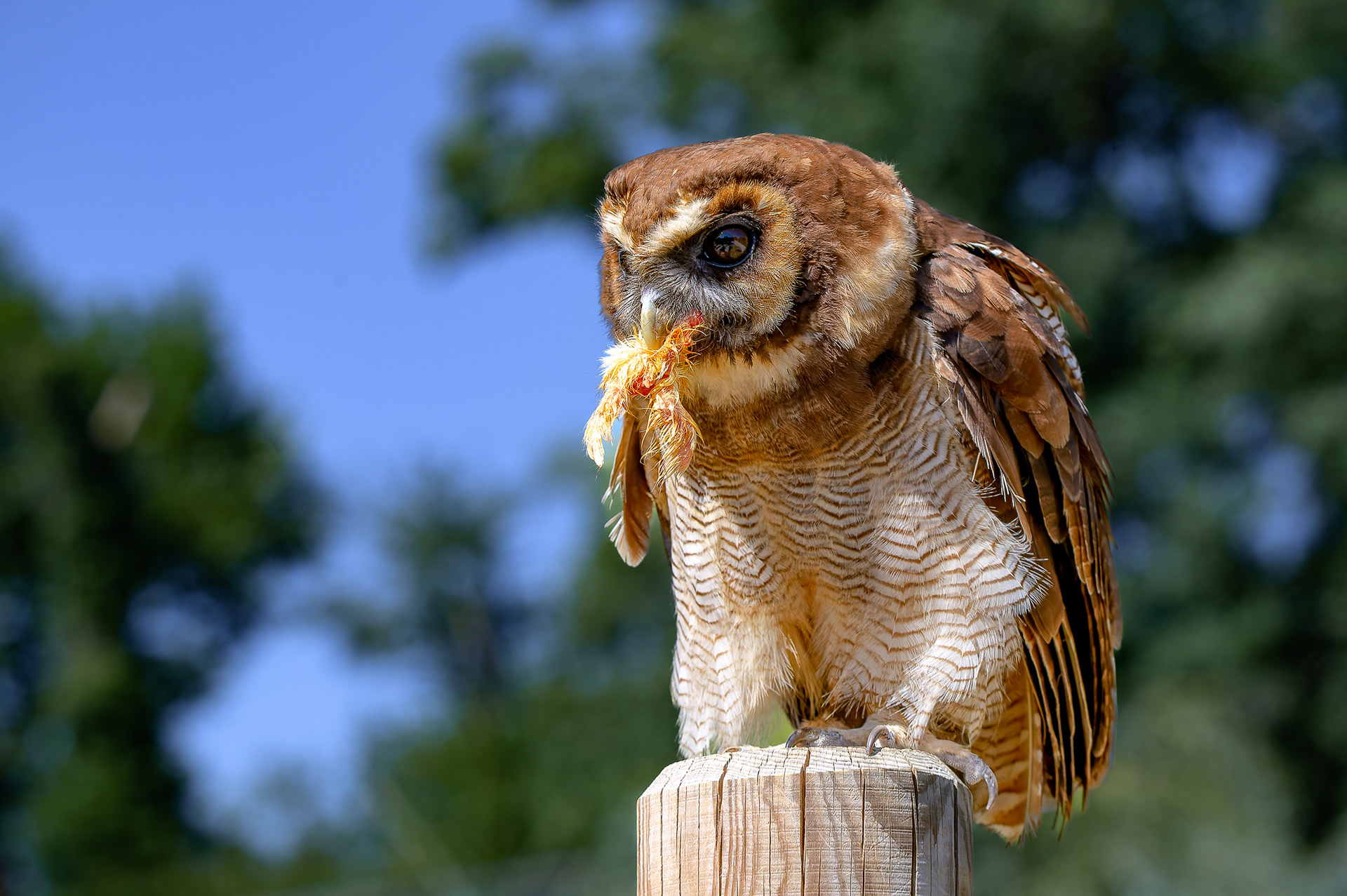 Chouette (leptogramme brune) dévorant une proie sur un piquet, photographie animalière