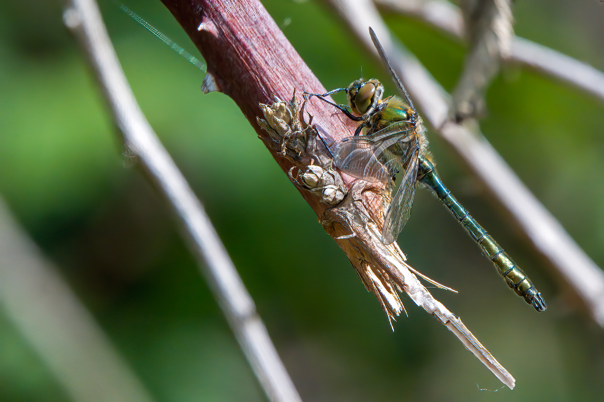 Libellule posée sur une branche, macro photographie animalière en lumière naturelle