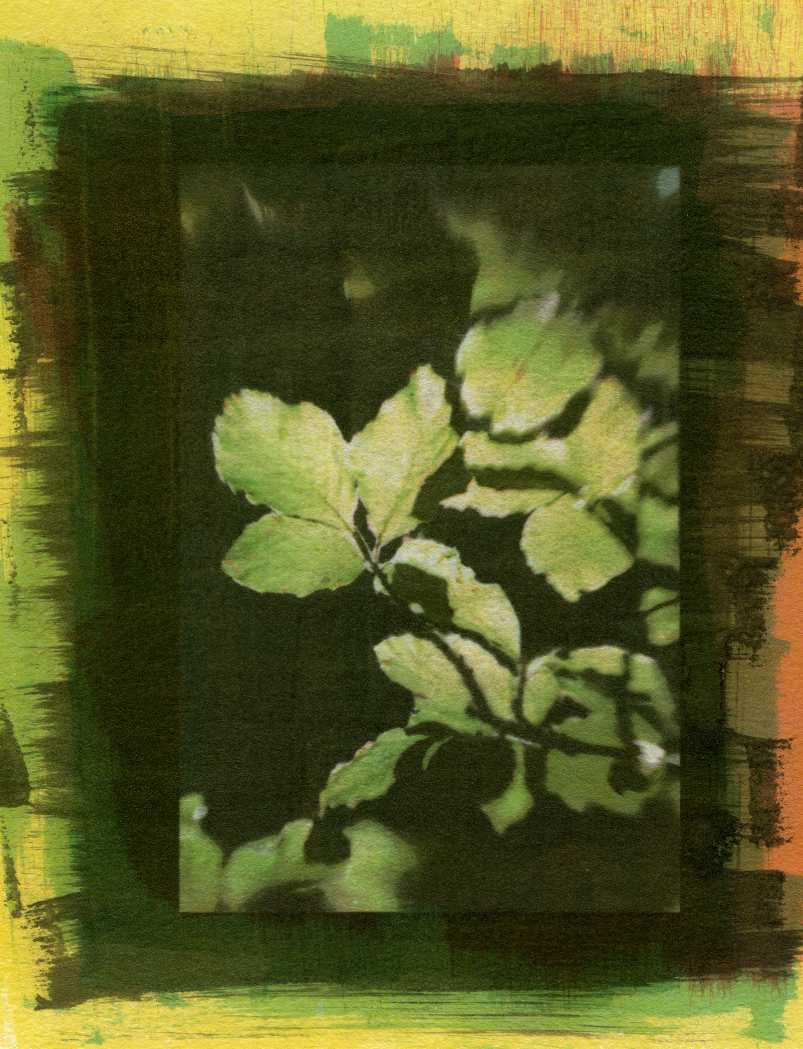 Specimen #4500, Gum Bichromate, 7"X5"