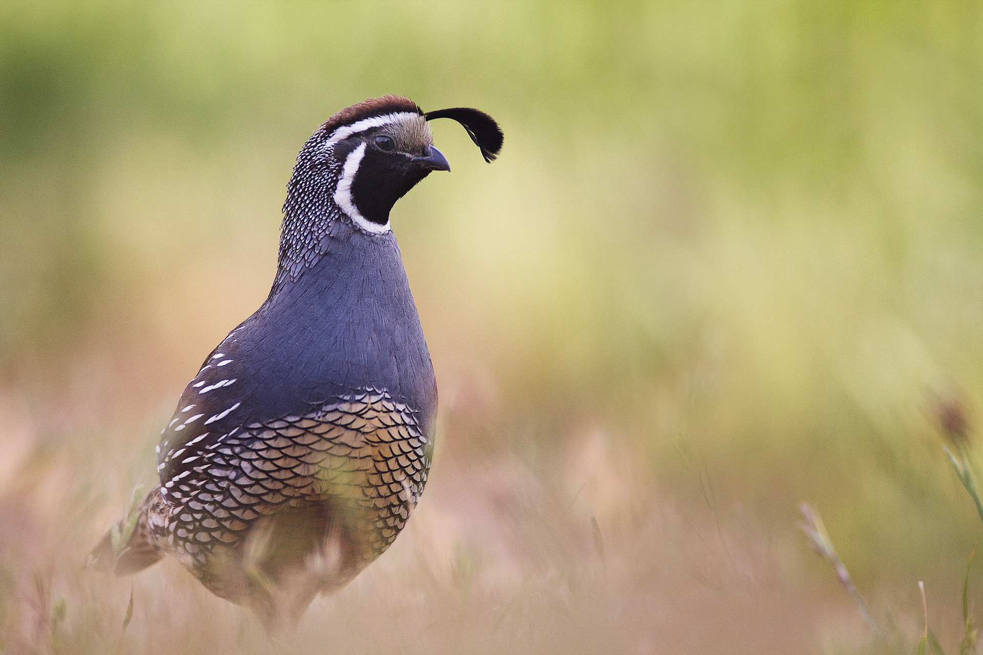 California Quail — California, USA