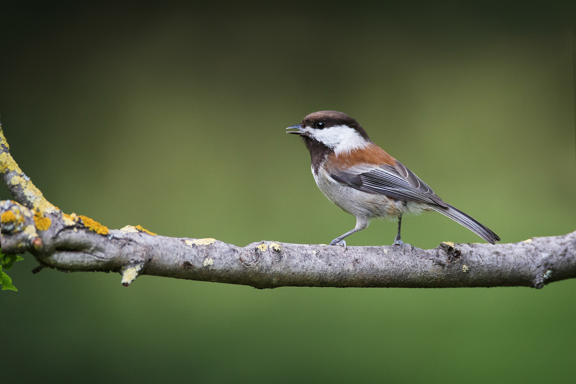 Chestnut-backed Chickadee — California, USA