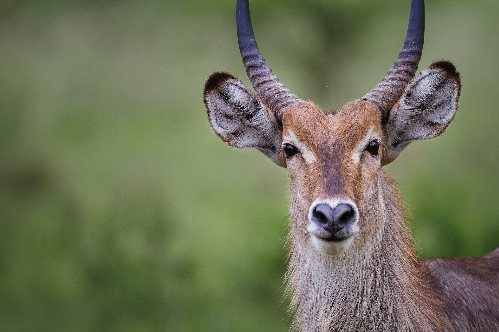 Waterbuck – Kruger Park, South Africa