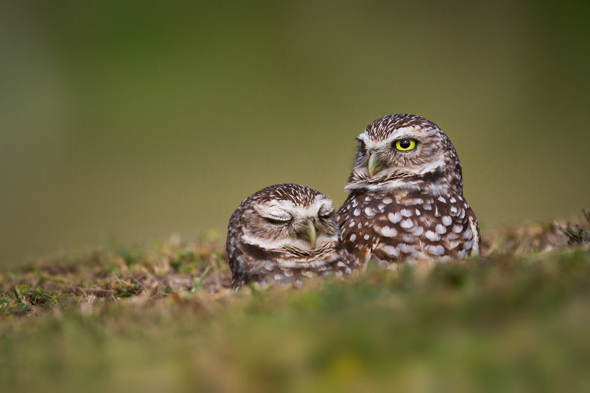 Burrowing Owls – Florida, USA