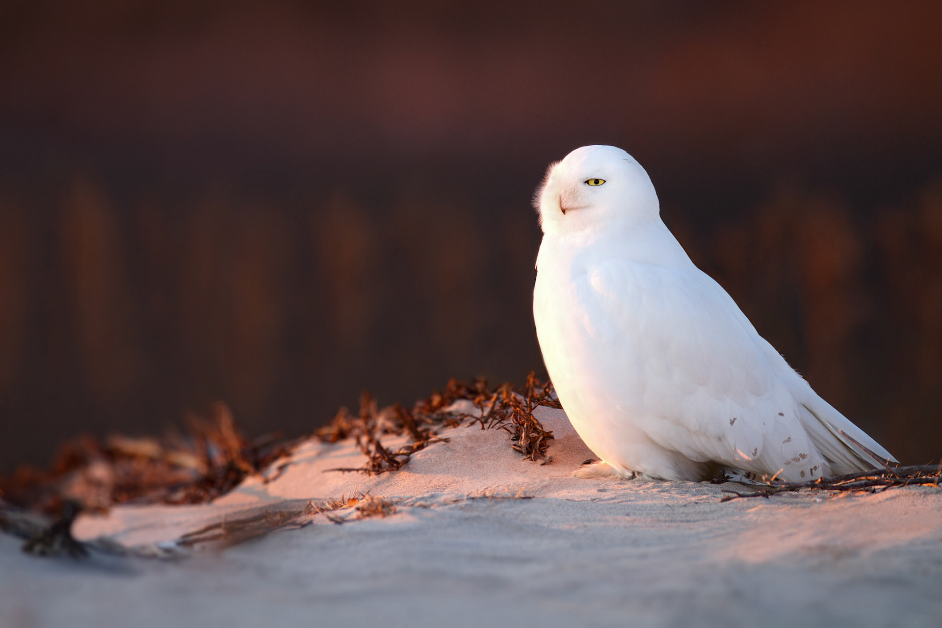 Snowy Owl — New York, USA