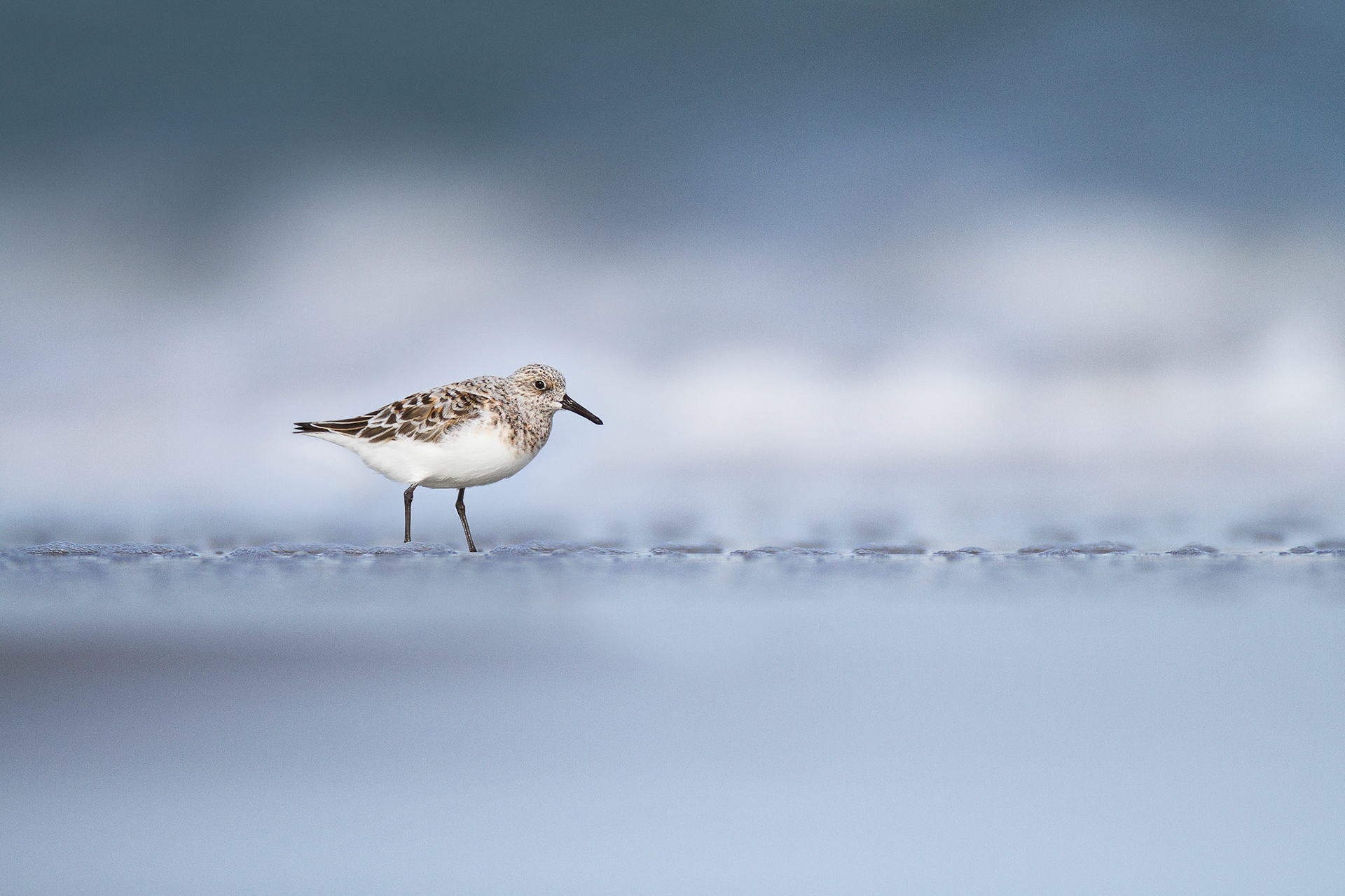 Sanderling — New Jersey, USA