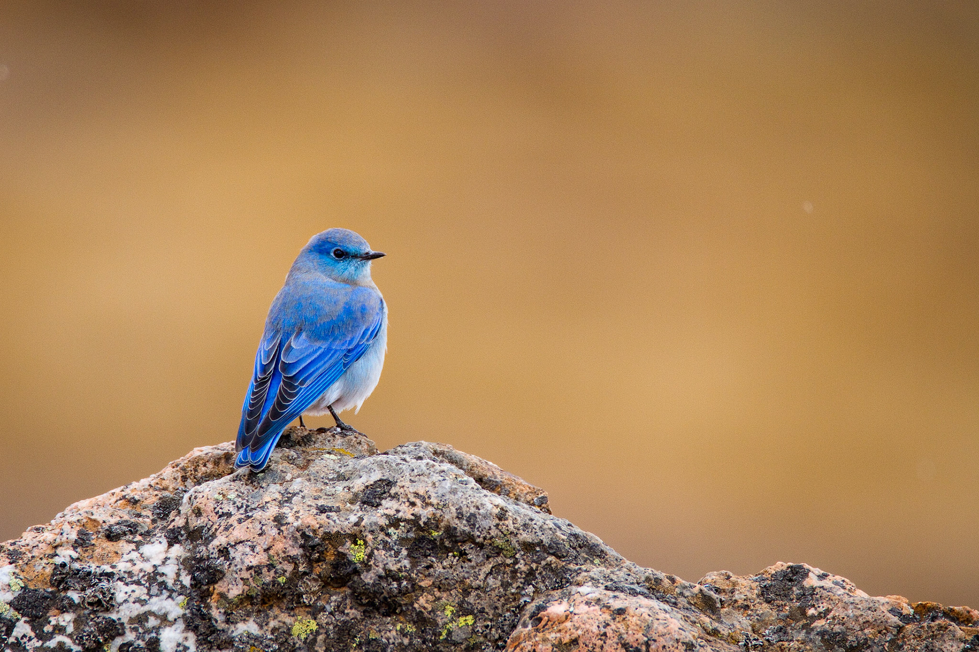 Western Bluebird — Colorado, USA