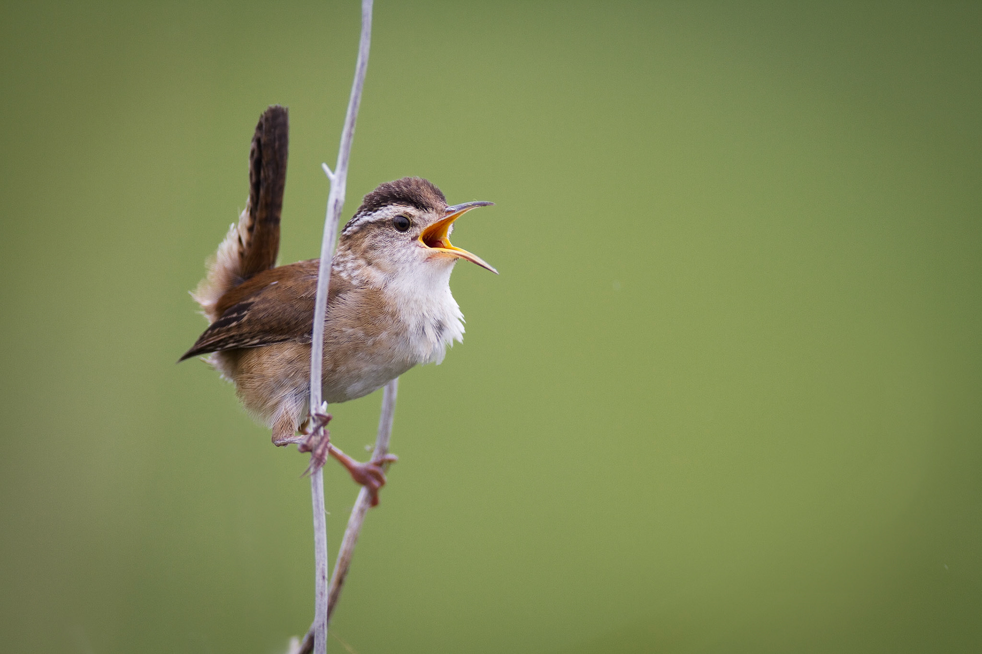 Marsh Wren – Thompson Beach, NJ, USA