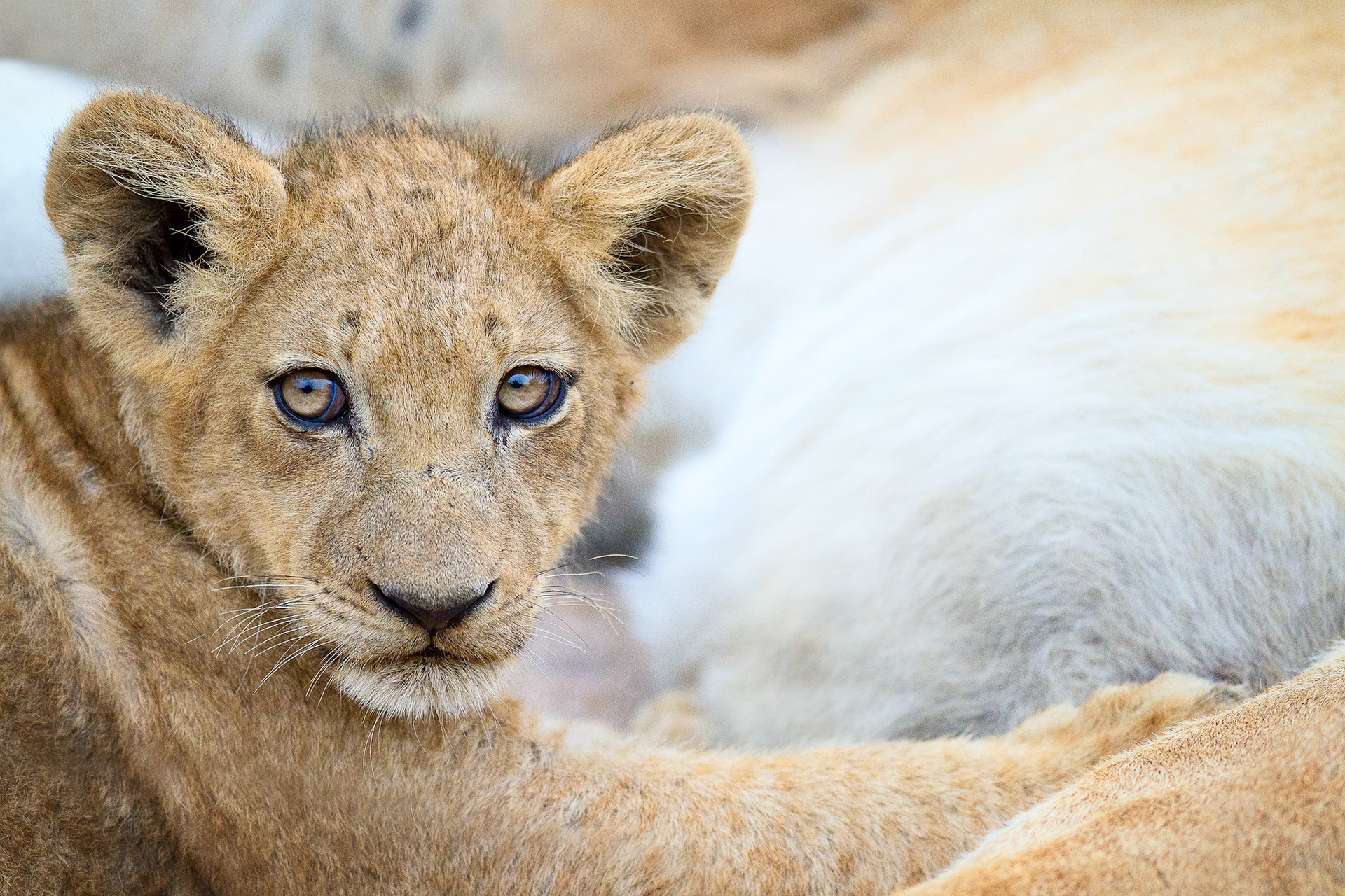 Africa Lion – Kruger Park, South Africa