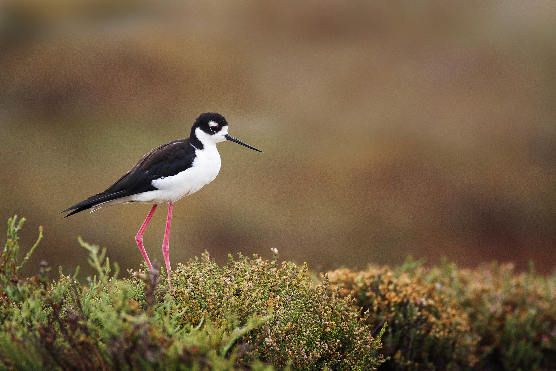 Black-necked Stilt — California, USA