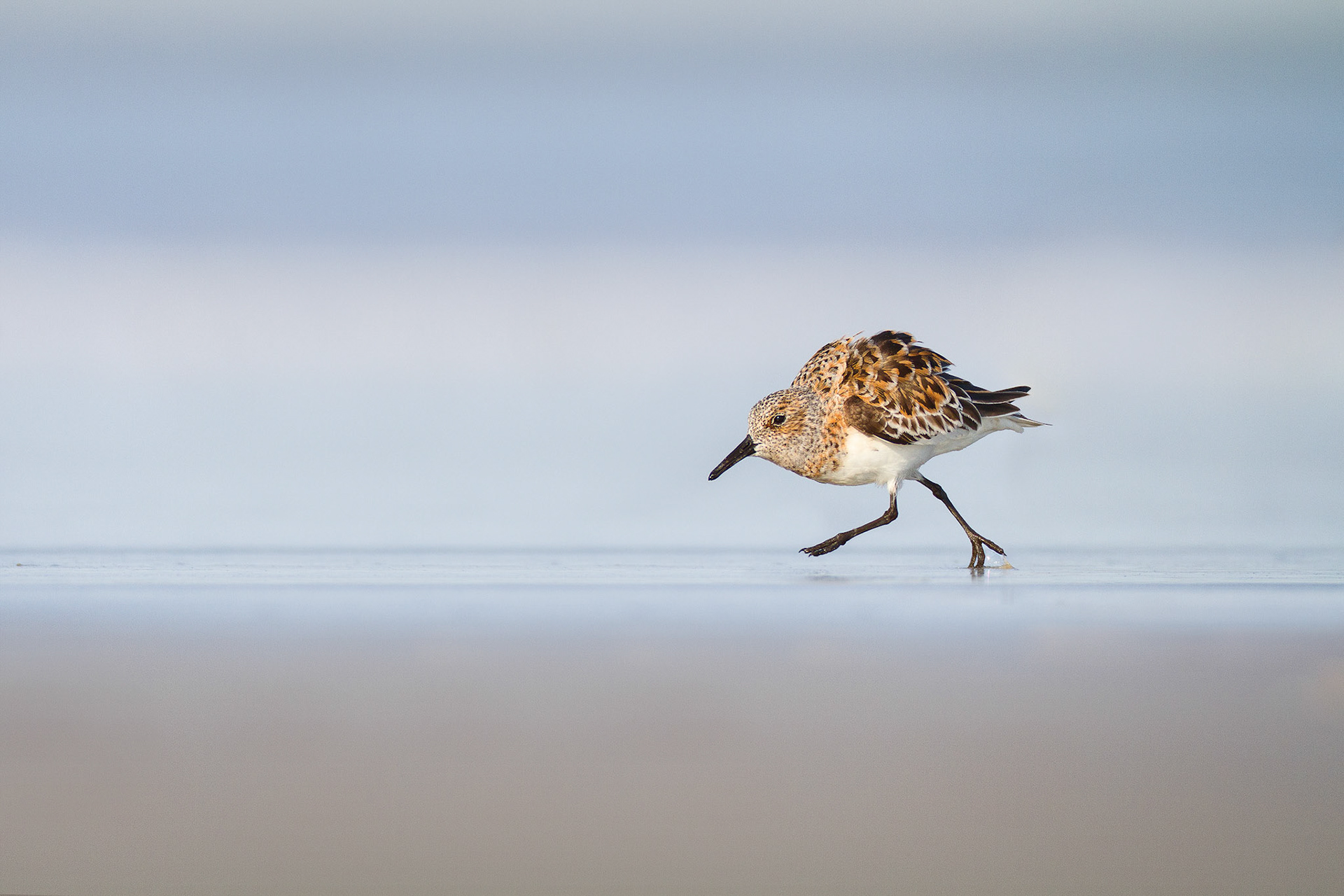 Sanderling — New Jersey, USA