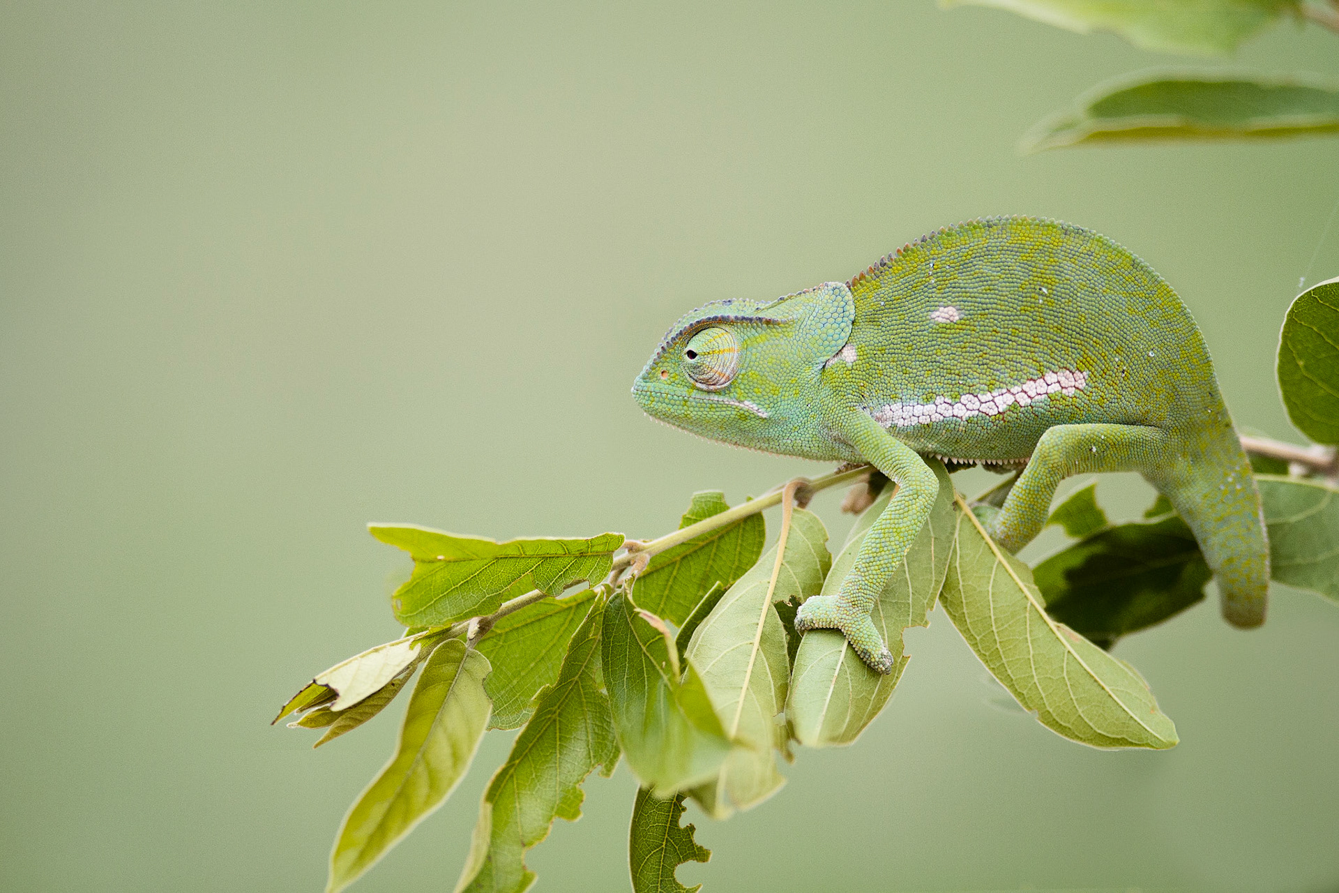 Flap-neck Chameleon – Kruger Park, South Africa