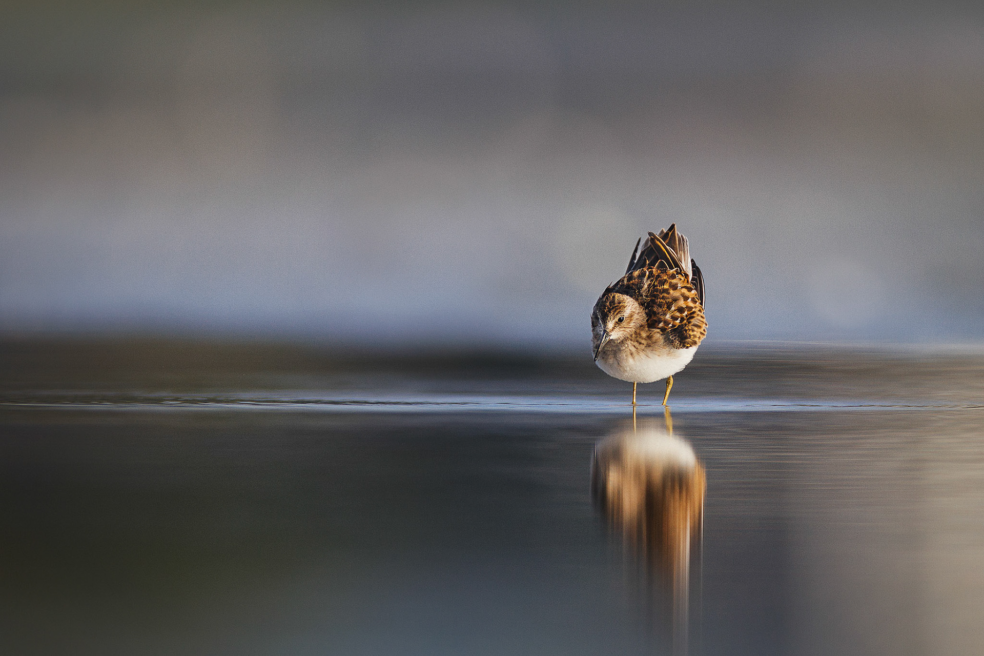 Least Sandpiper — Florida, USA