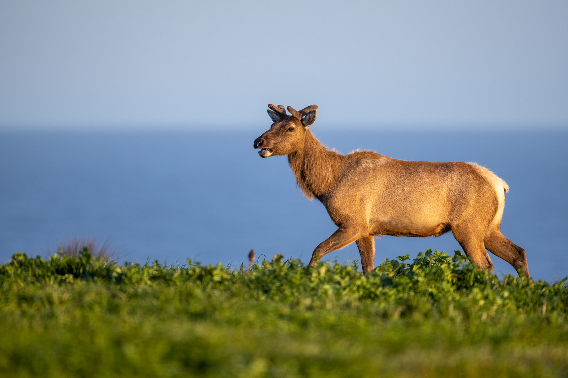 Tule Elk – Point Reyes, California