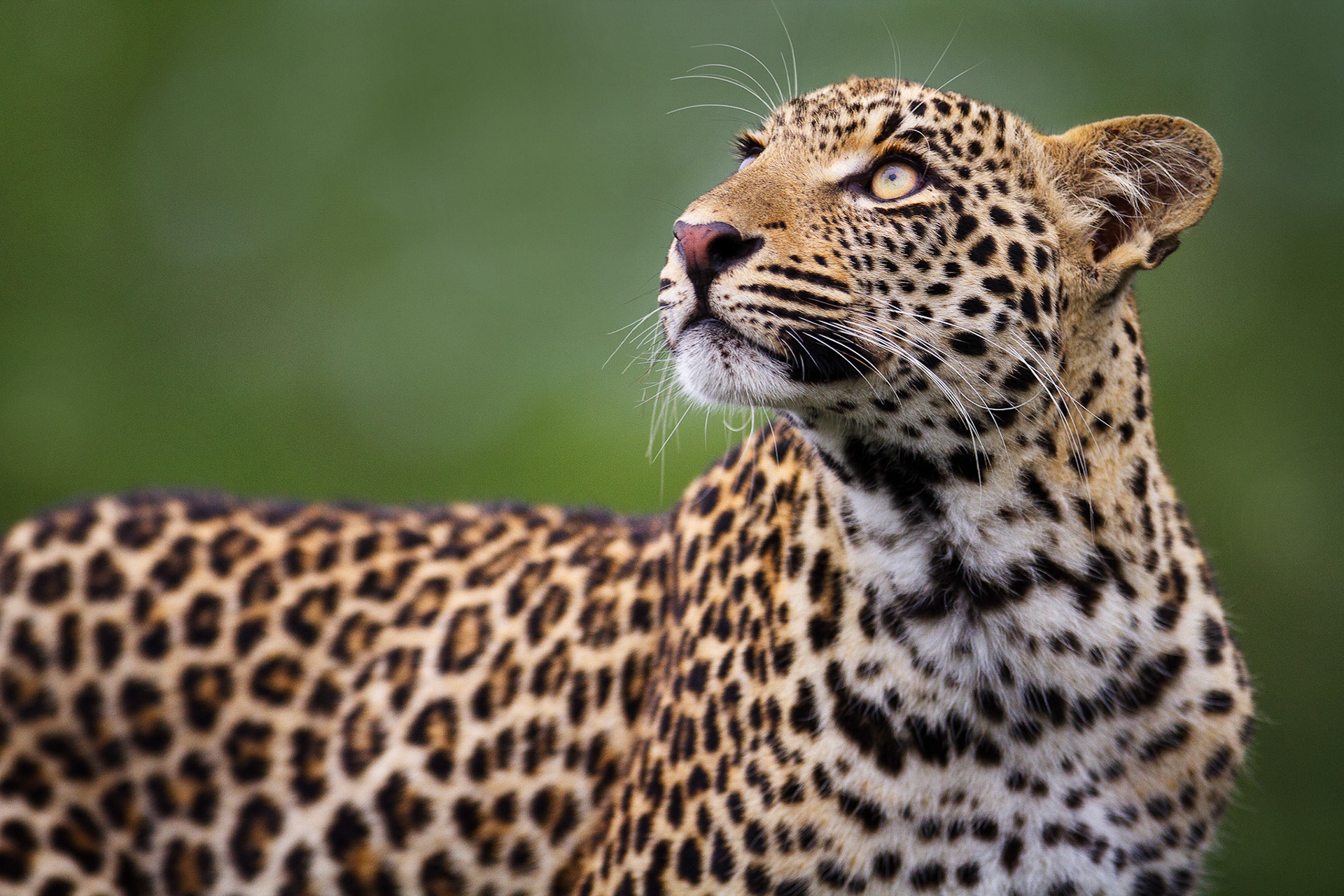 African Leopard – Kruger Park, South Africa