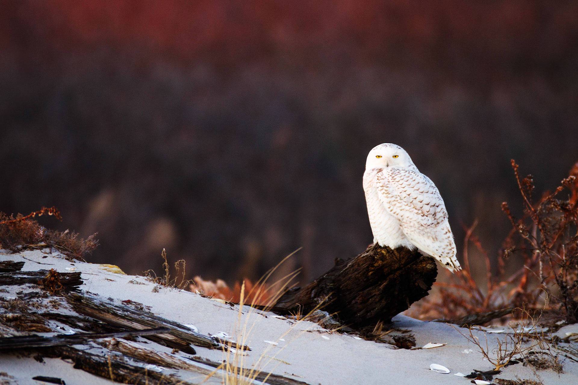 Snowy Owl — New York, USA