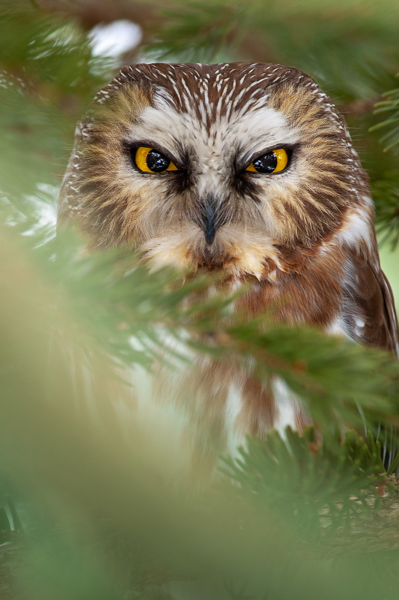 Northern saw-whet owl