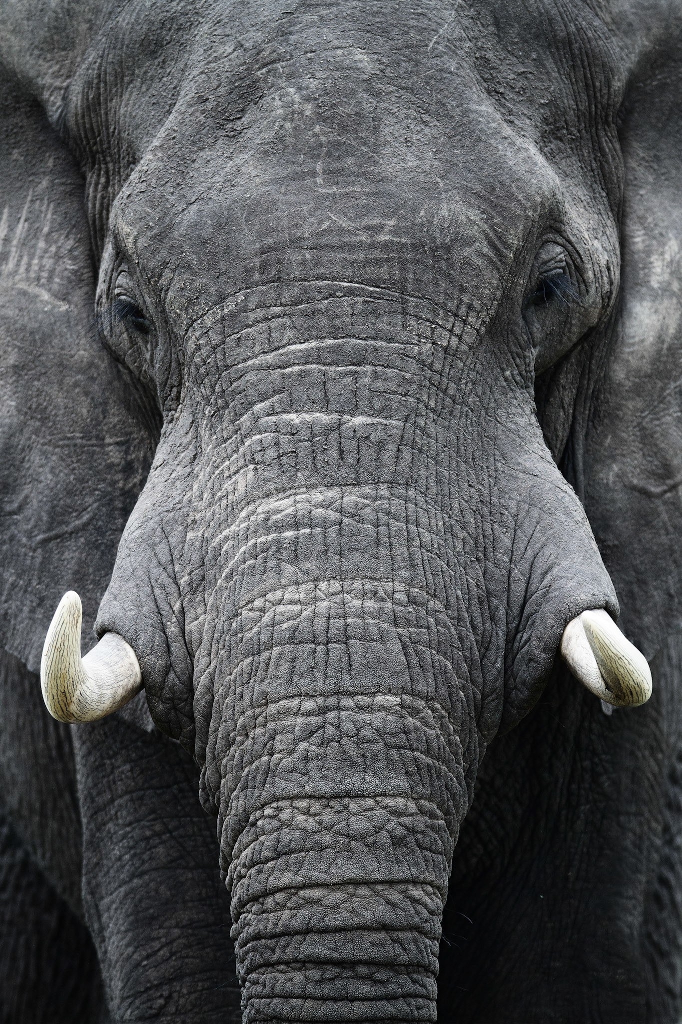 African Elephant – Kruger Park, South Africa