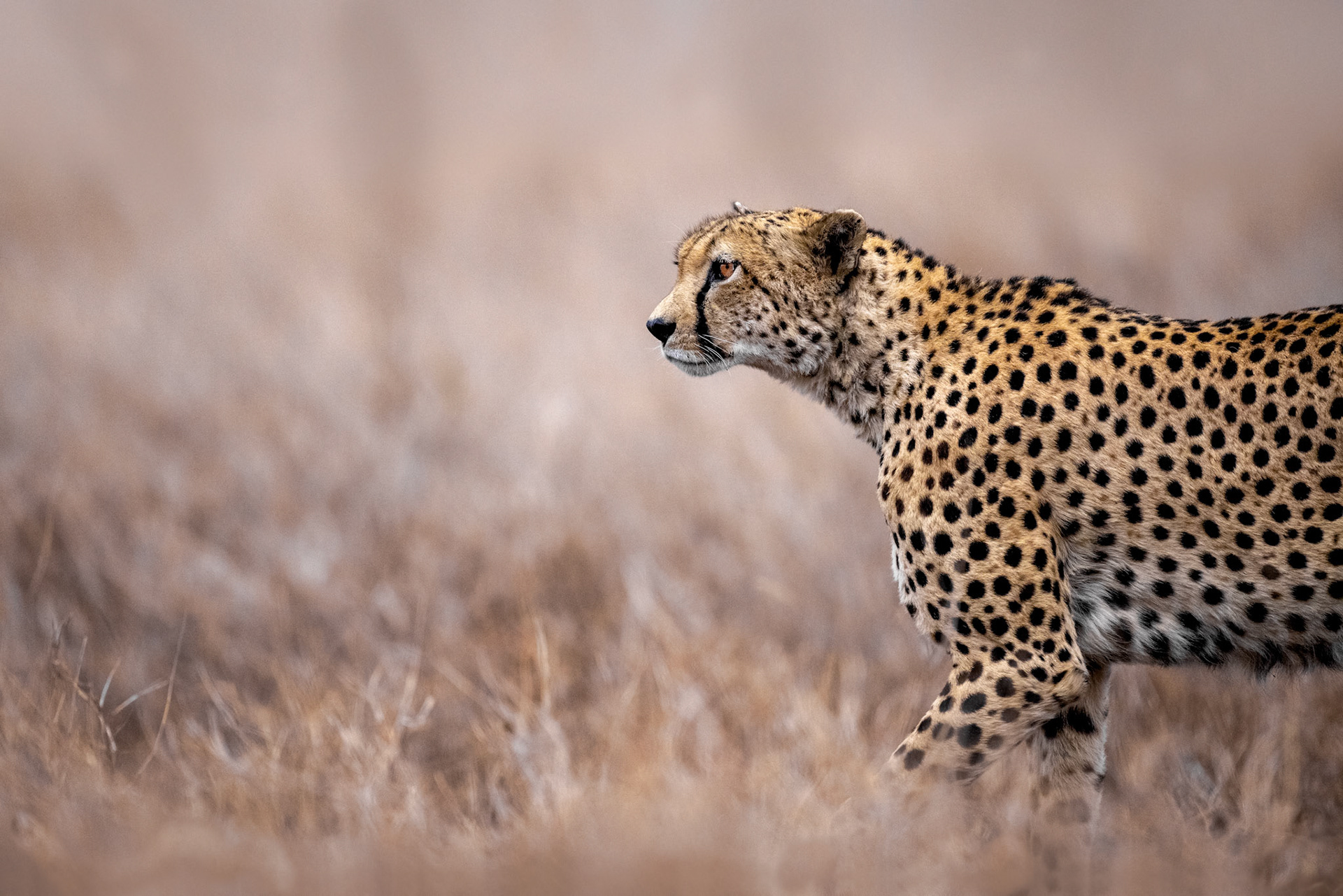 Cheetah – Lewa, Kenya