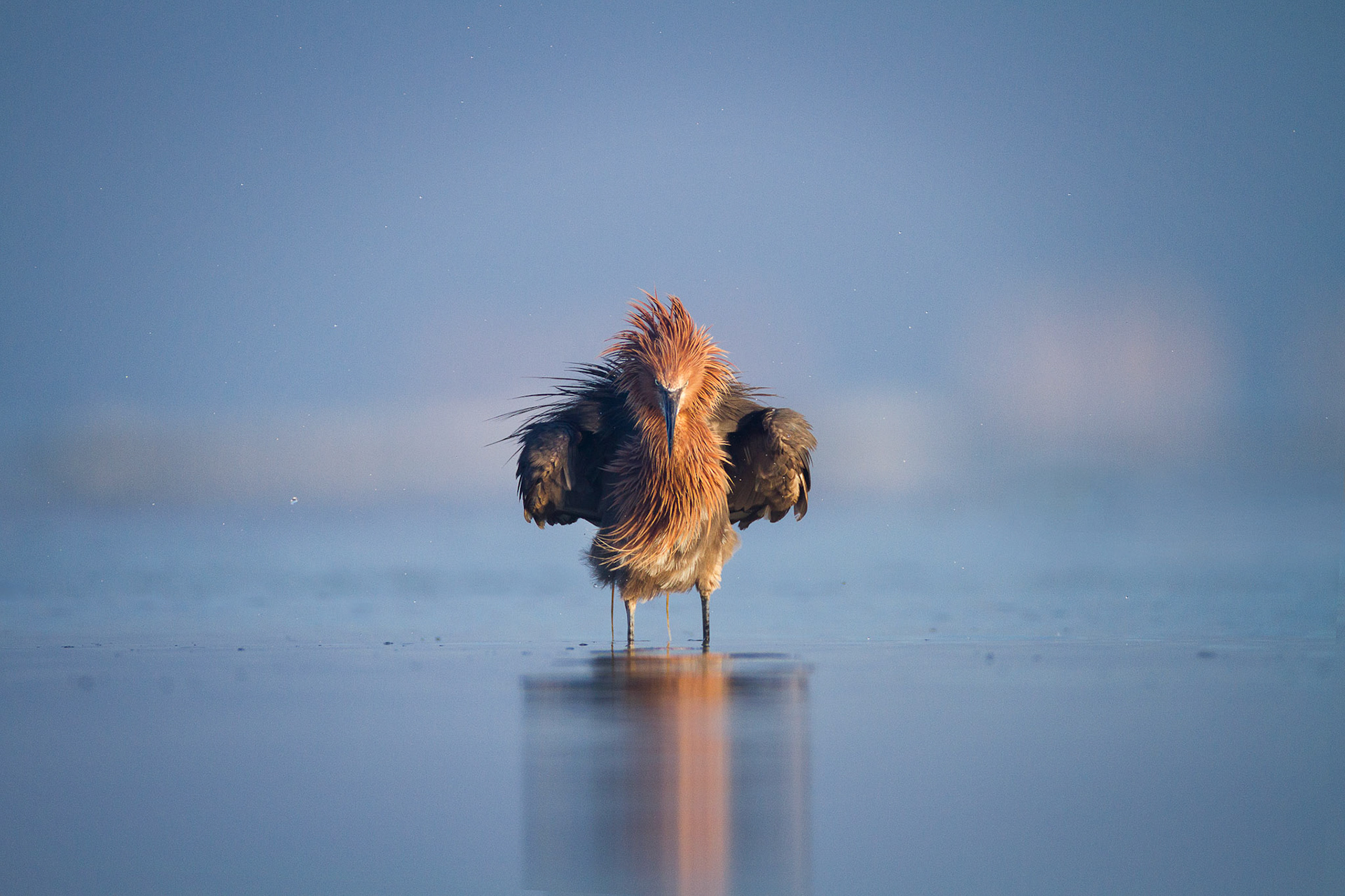 Reddish Egret — Florida, USA