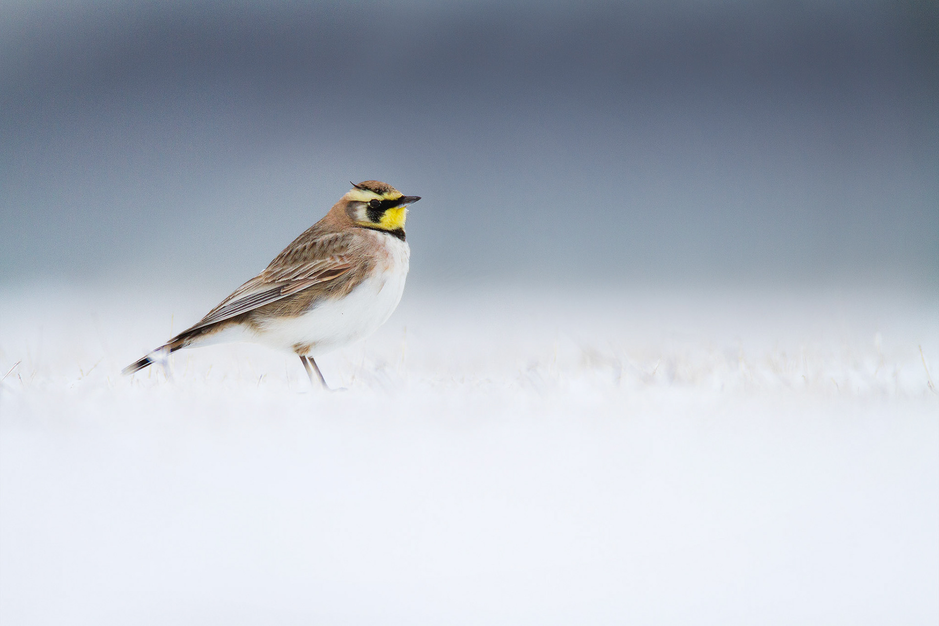 Horned Lark — New York, USA