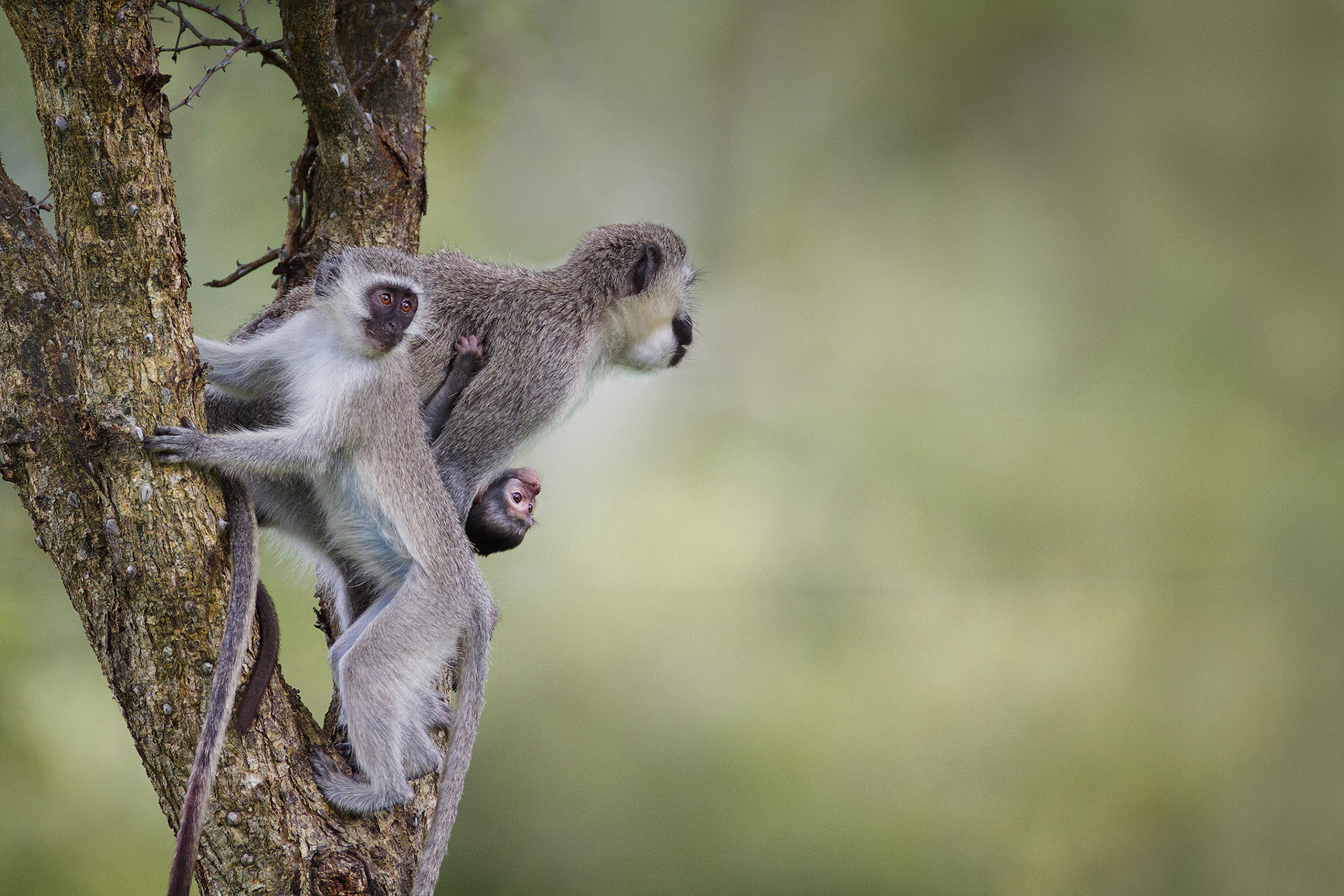 Vervet Monkey – Kruger Park, South Africa