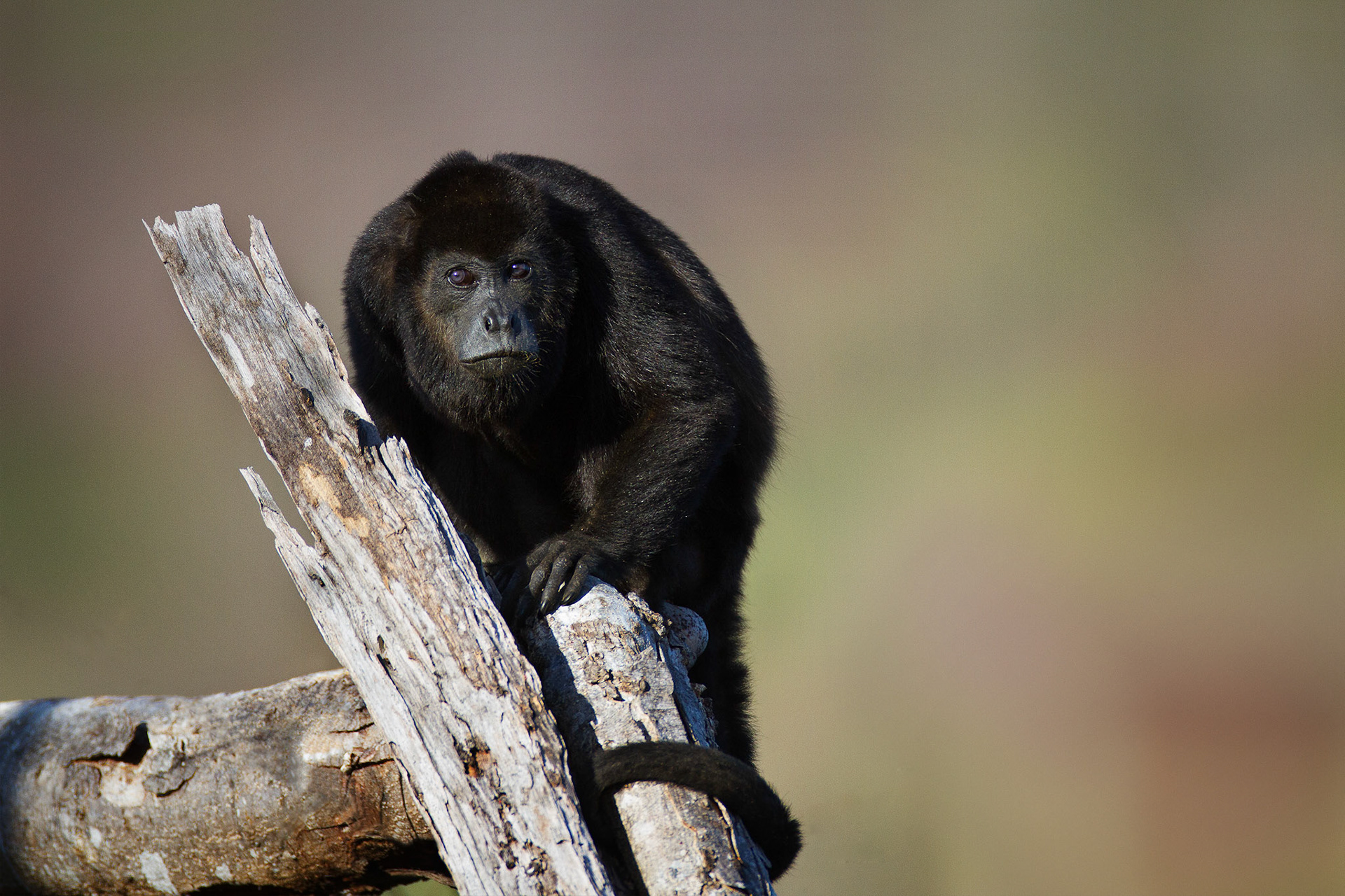Mantled Howler Monkey — Guanacaste, Costa Rica