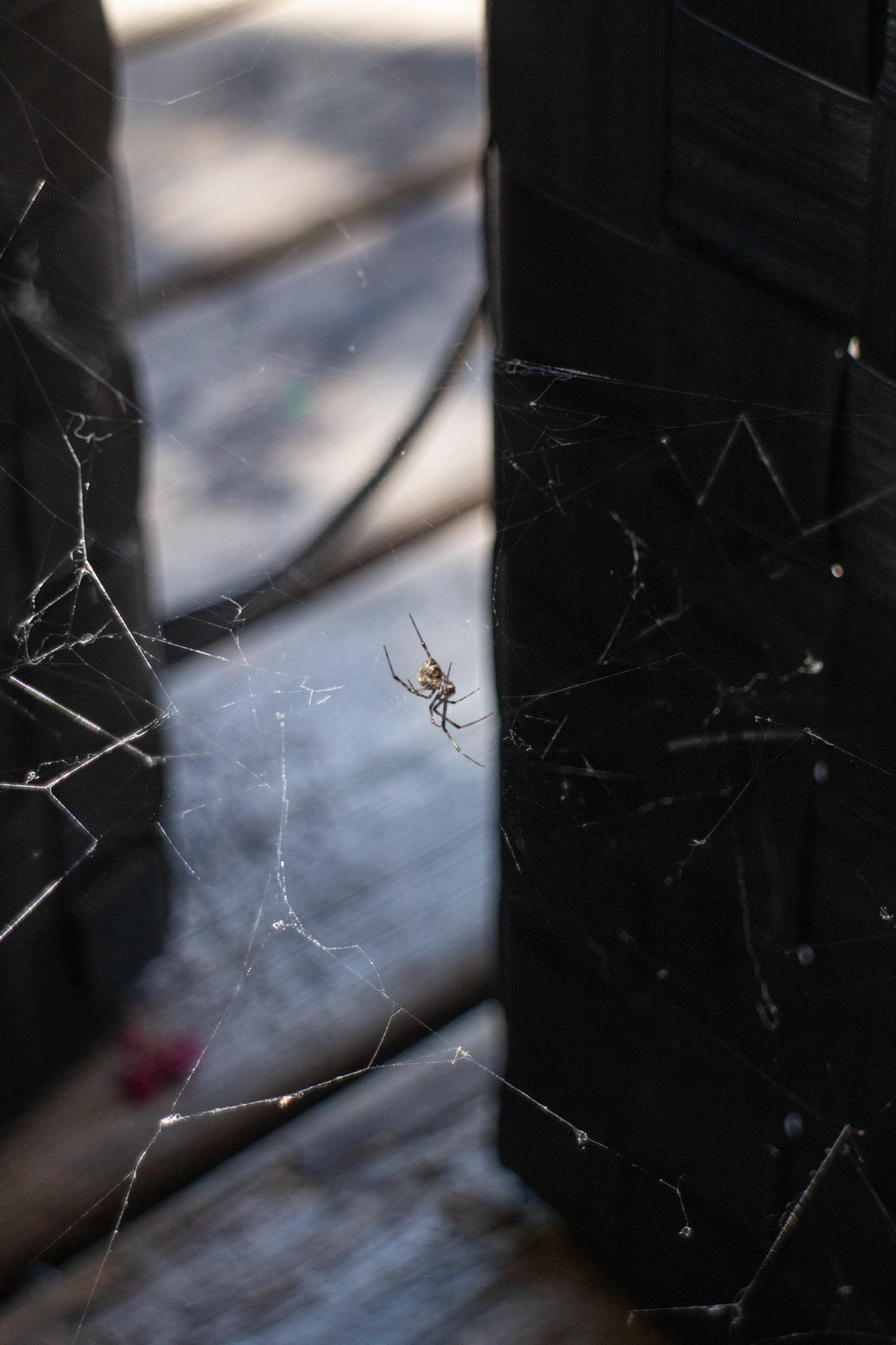 Unidentified Spider, 2023