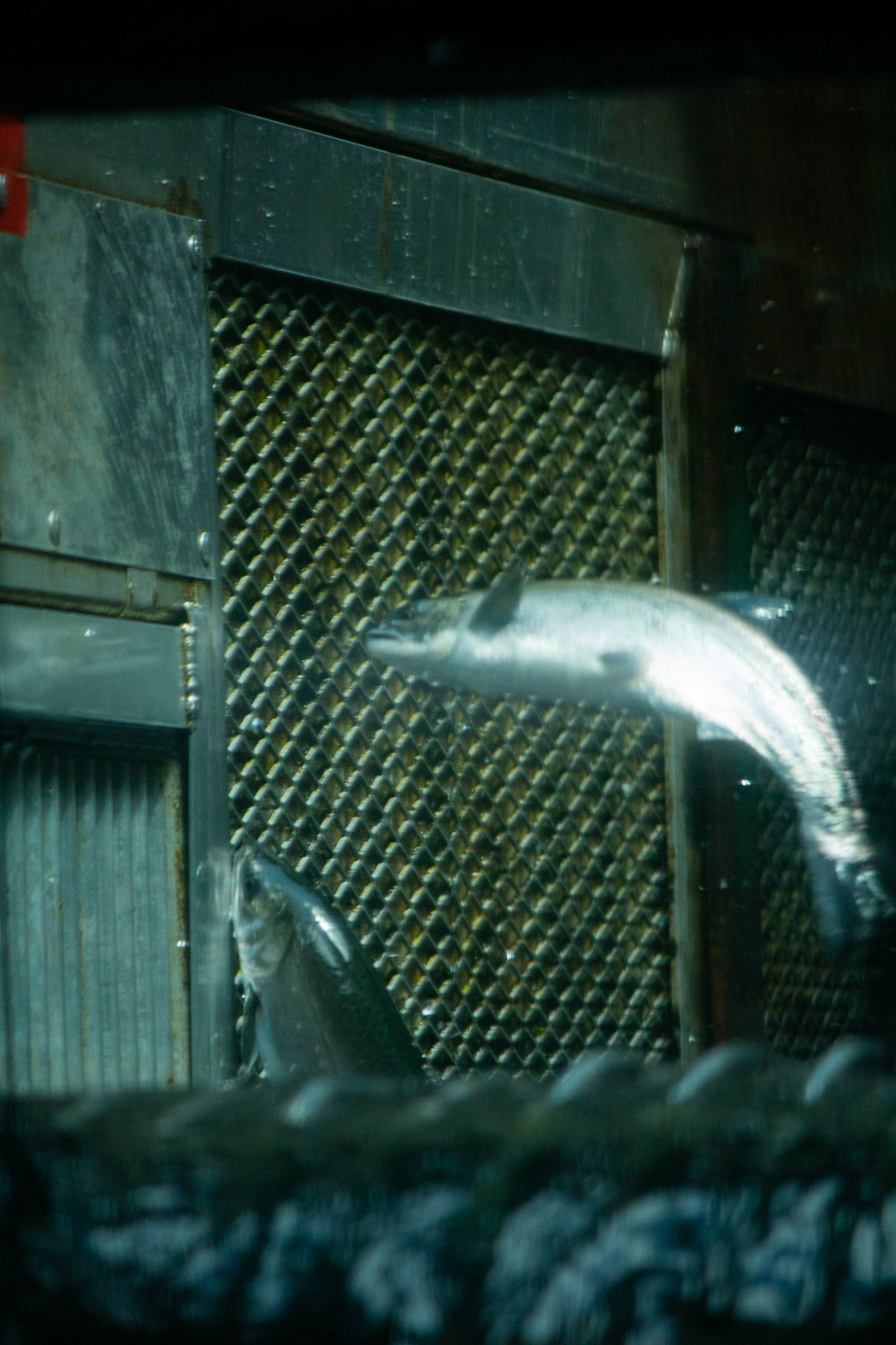 Salmon Hatchery, 2023