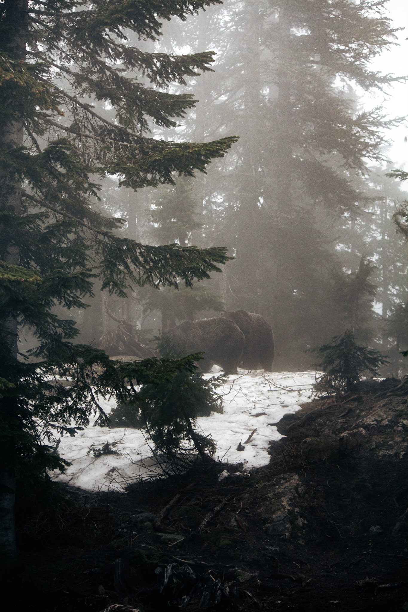 Grizzly  Bears, 2022