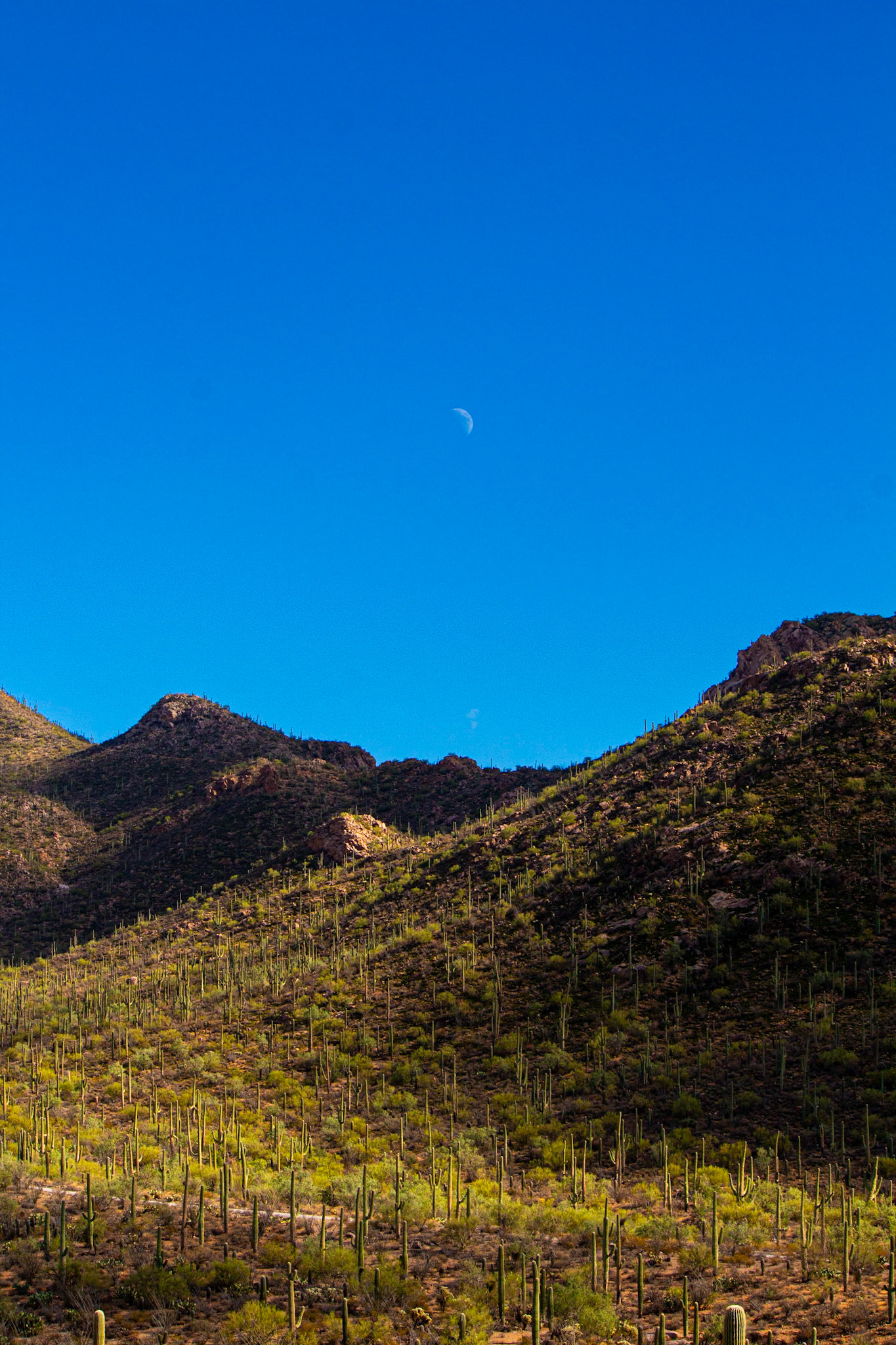 Saguaro Natl. Park, 2023