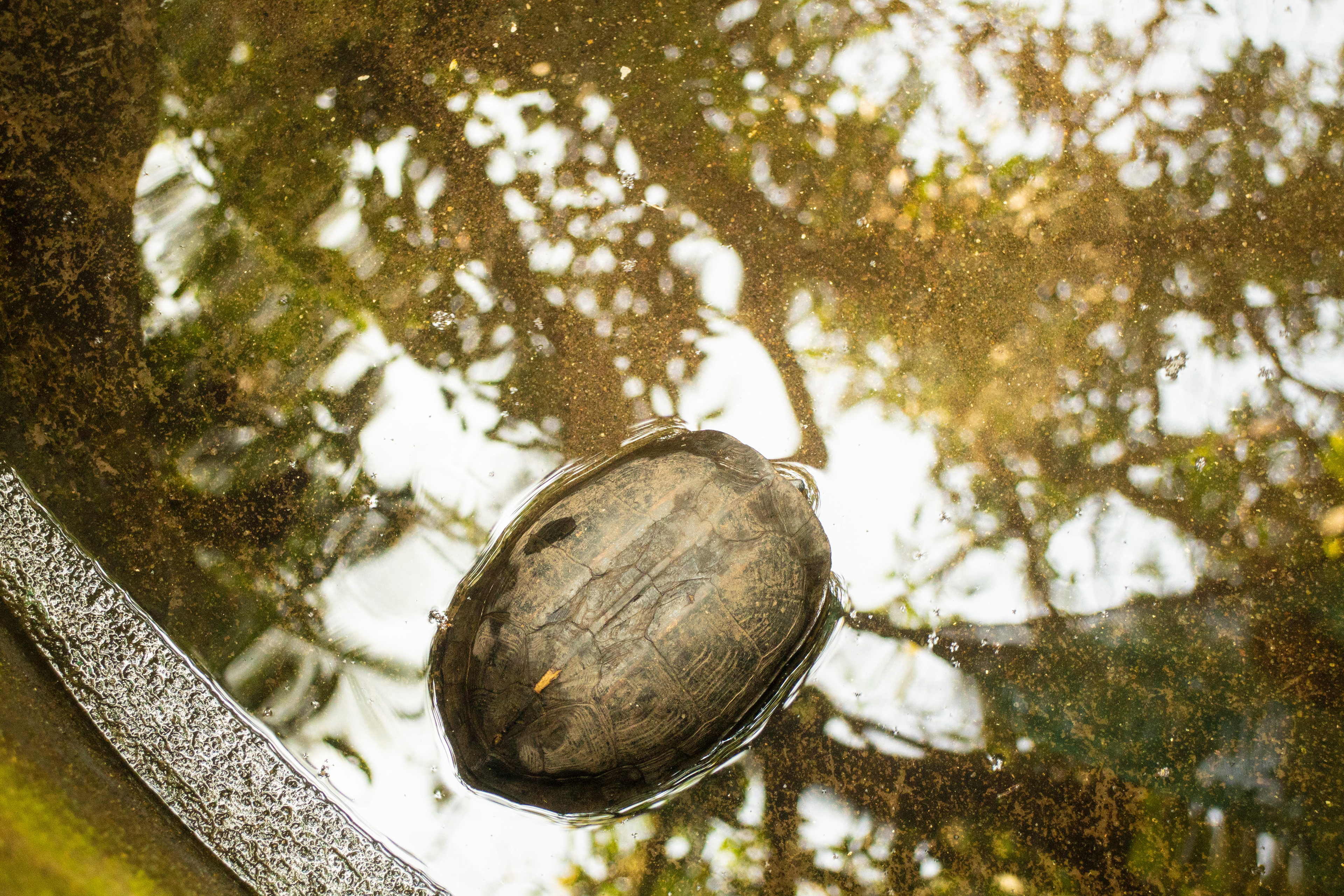 Travancore Tortoise, 2017