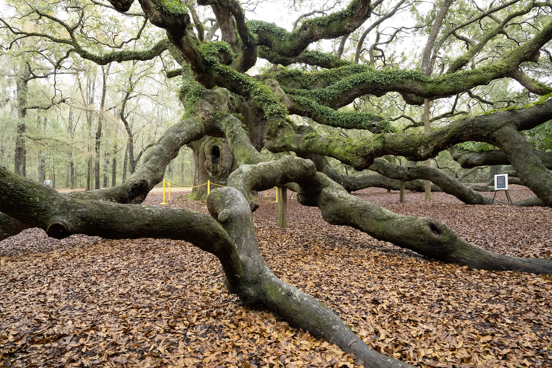 Angle Oak Tree