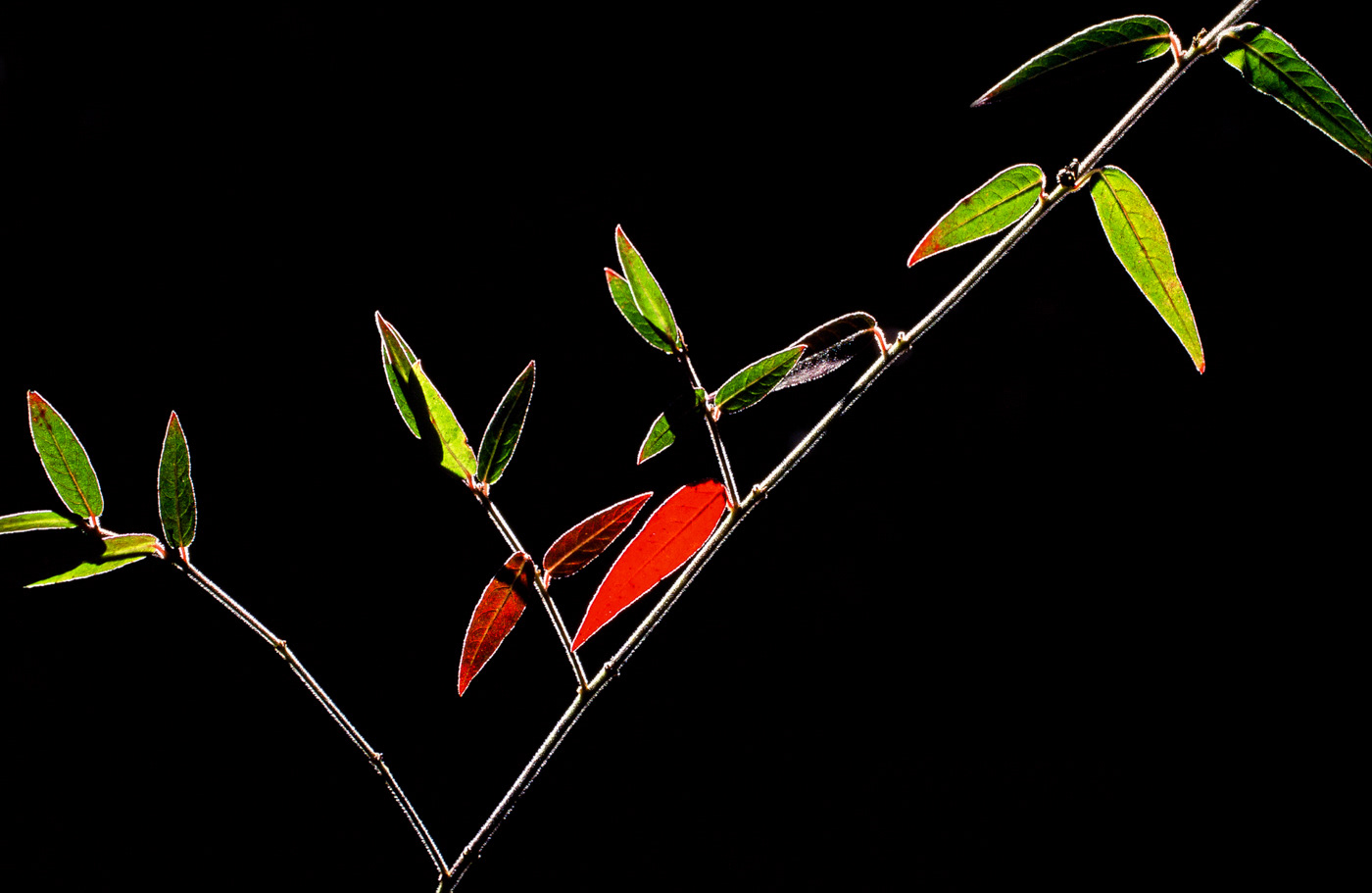 Folha de fogo, Cavalcante, Brasil