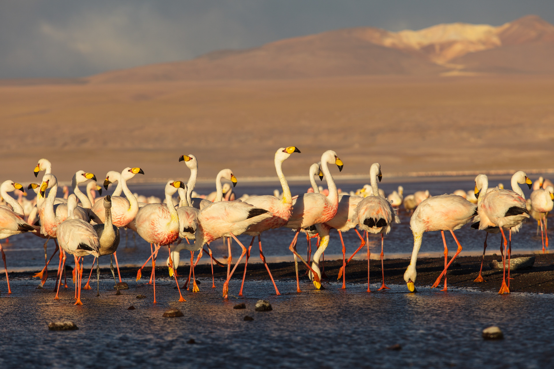 Flamingos chilenos, Laguna Colorado, Bolívia