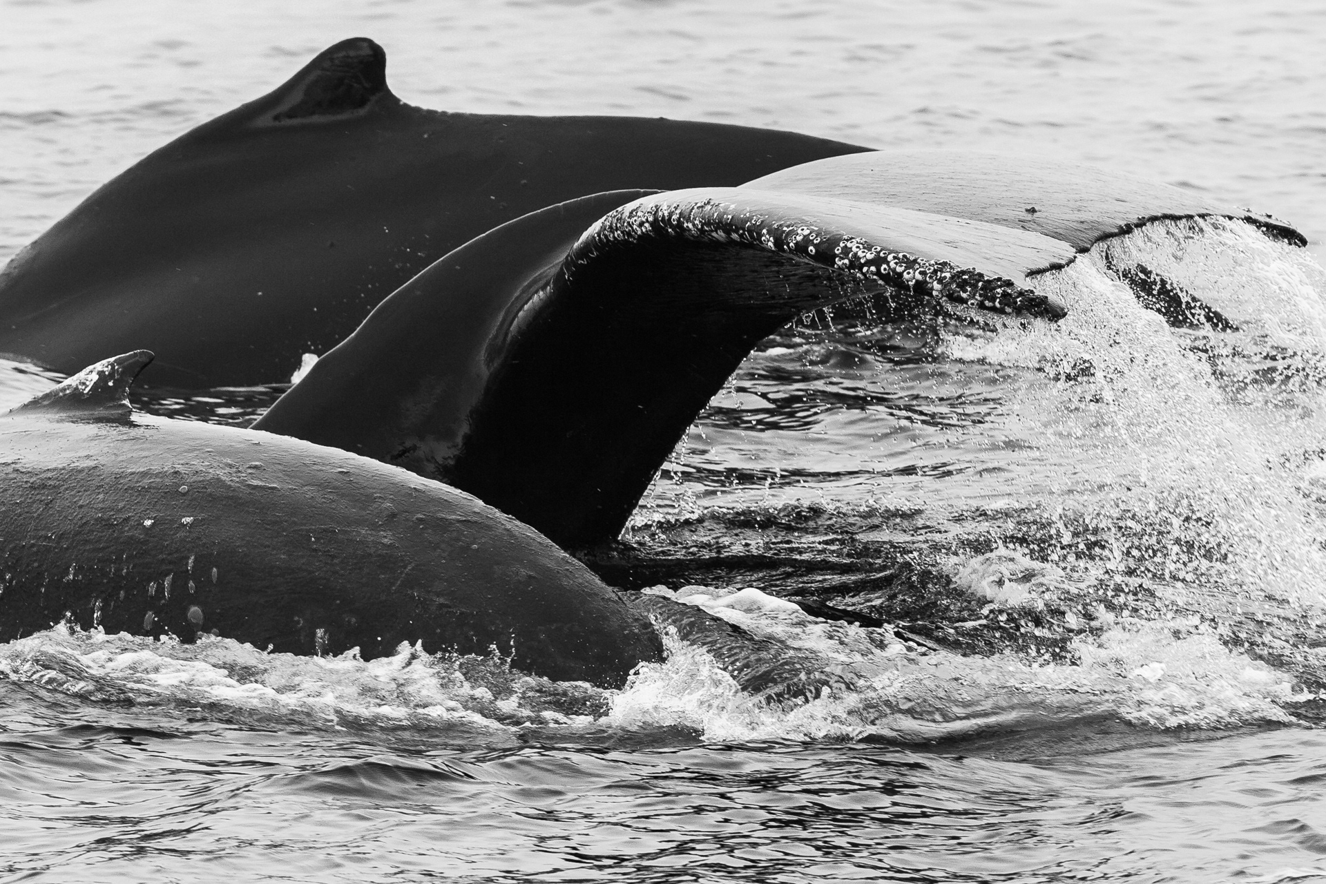 A dança das Jubartes, Antártica