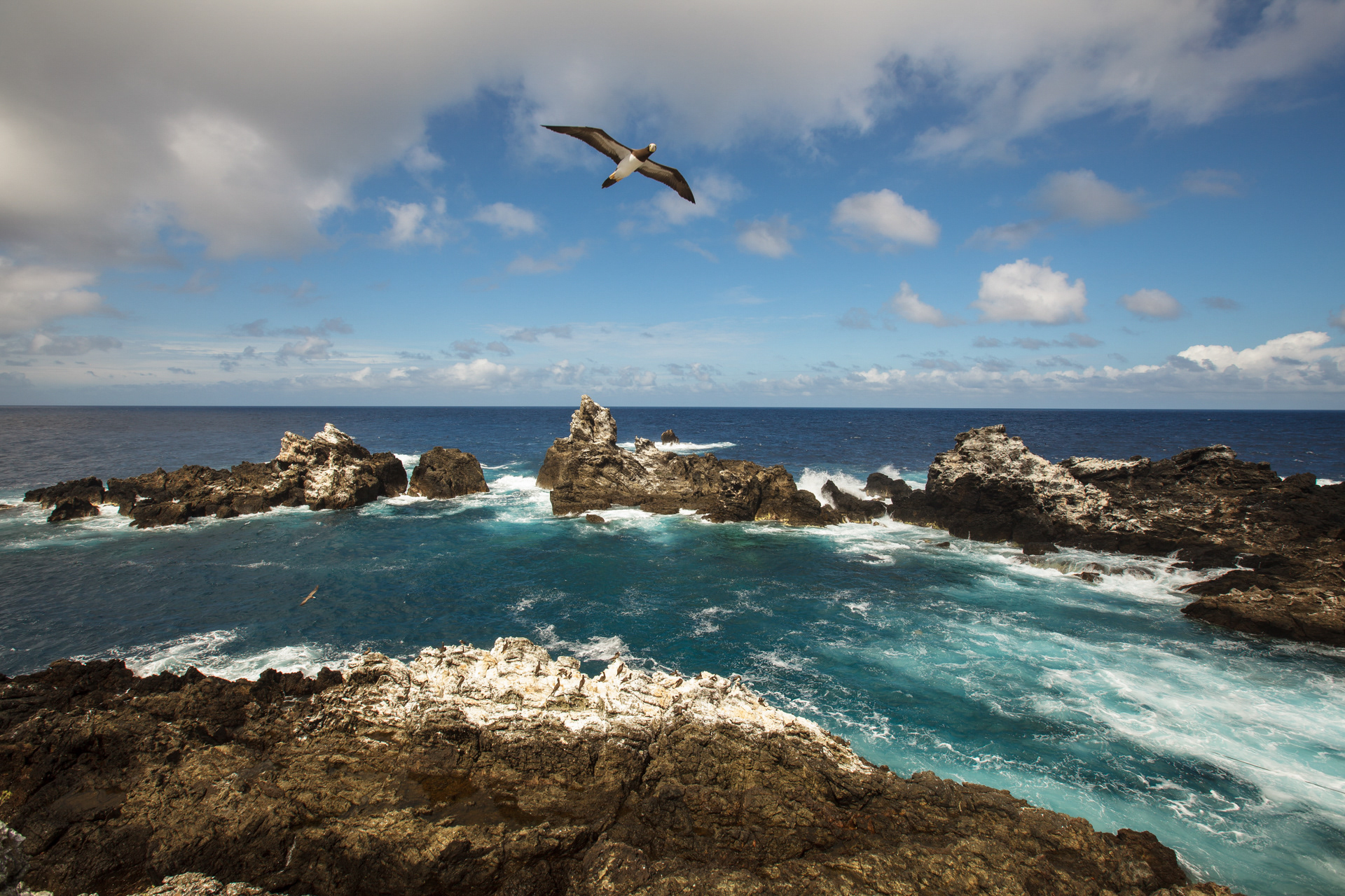 Atobá solitário, Arquipélago São Pedro e São Paulo