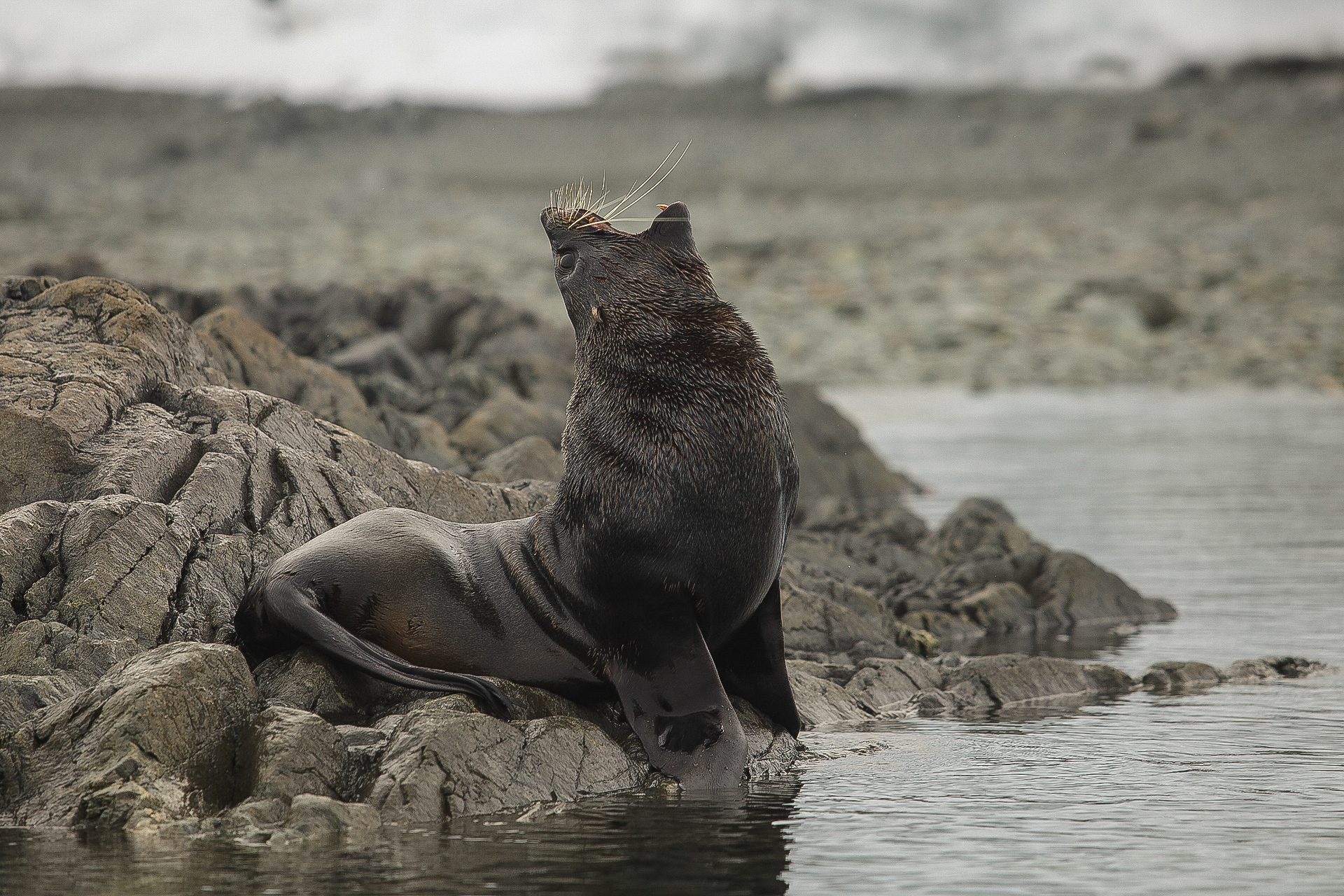 Foca de pêlo, Enterprise, Antártica