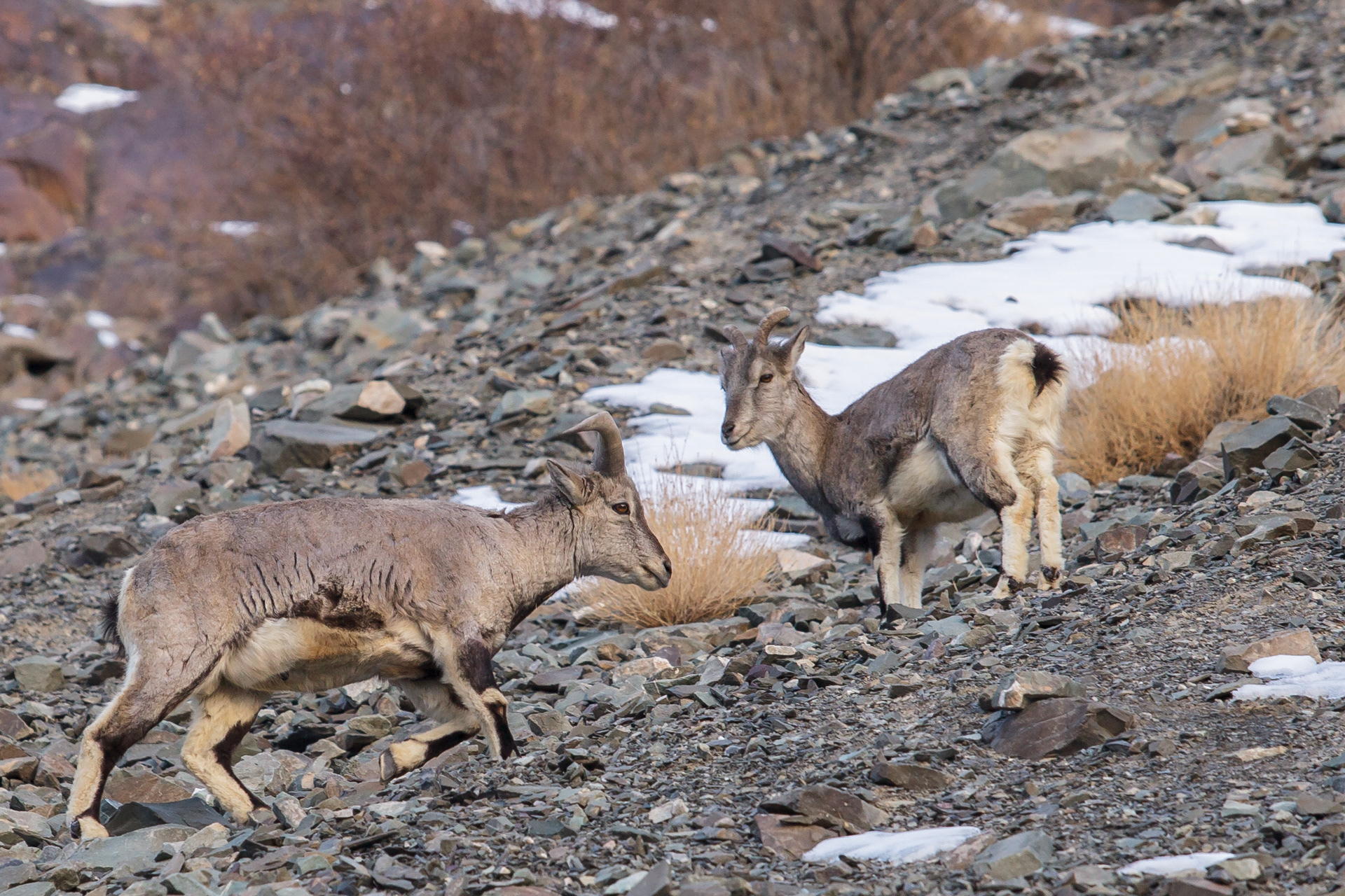 Ibex, Ladakh, Índia