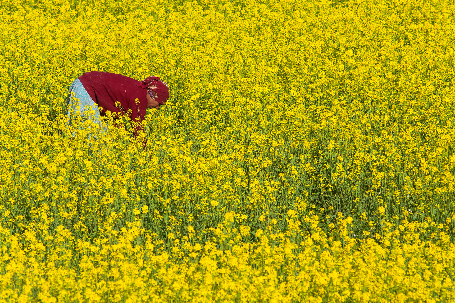 Mostarda de Likir, Ladakh, Índia